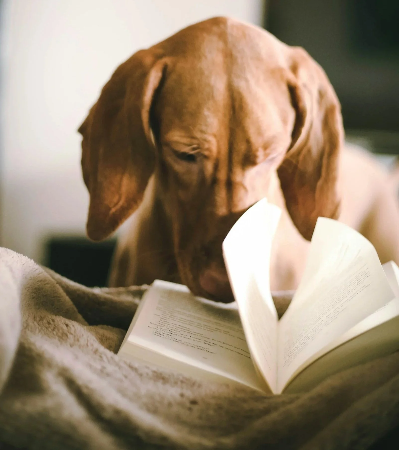 Dog helping turn a page of a book