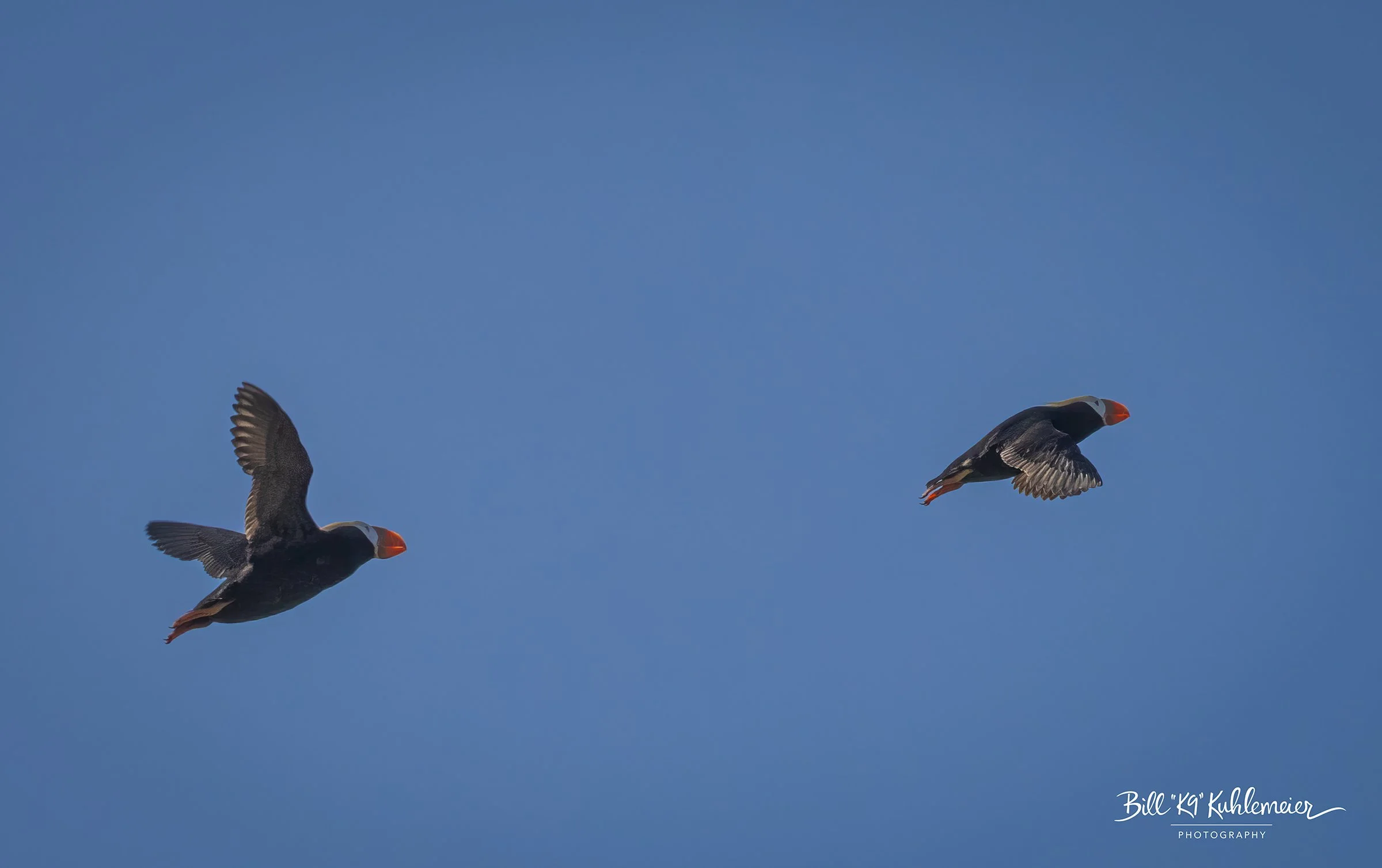 3Z7A2669-EditPuffinPair.jpg