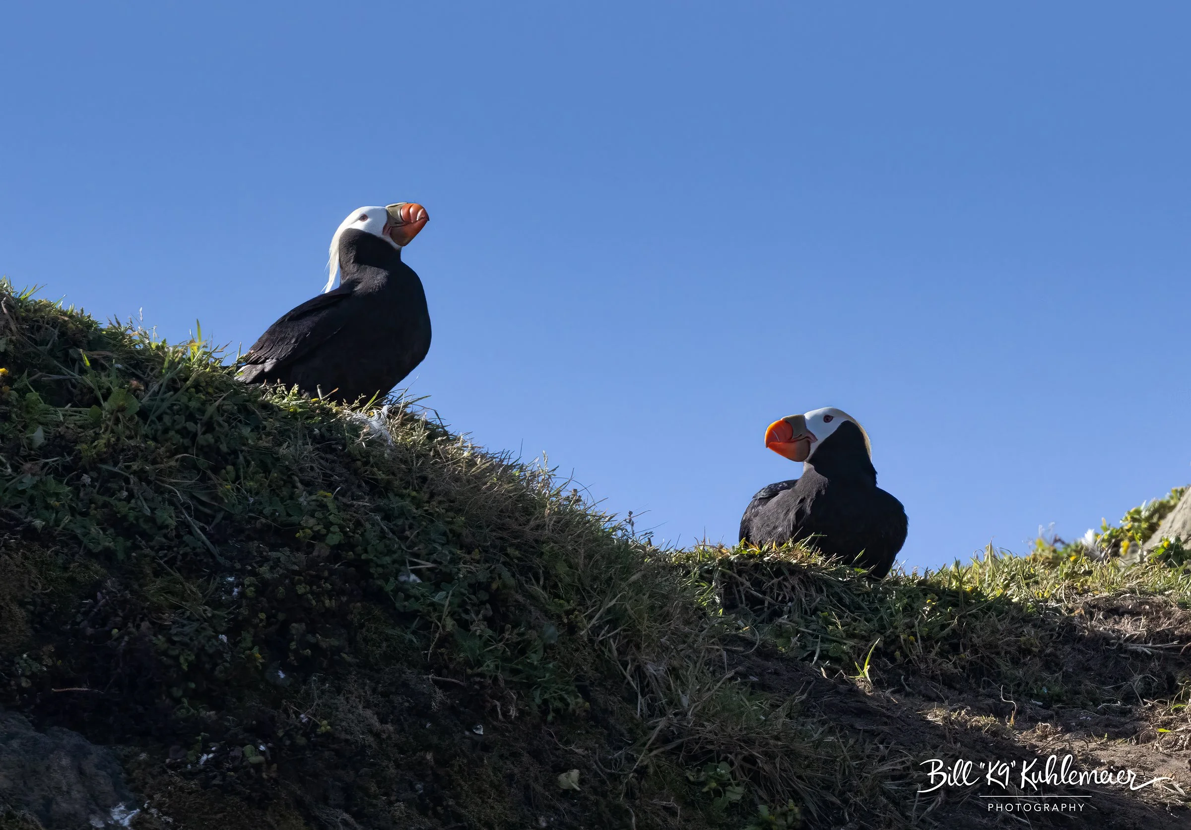 3Z7A2719-EditPuffinPair.jpg