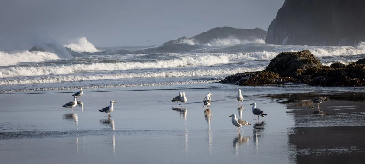 Gulls_and_Surf.jpg