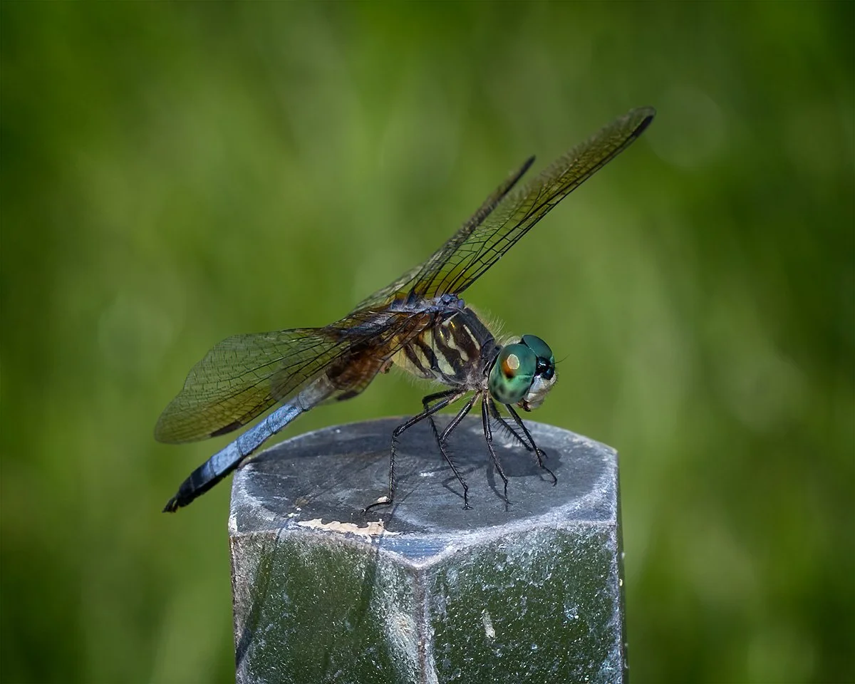 13DragonFlyPerched2.jpg