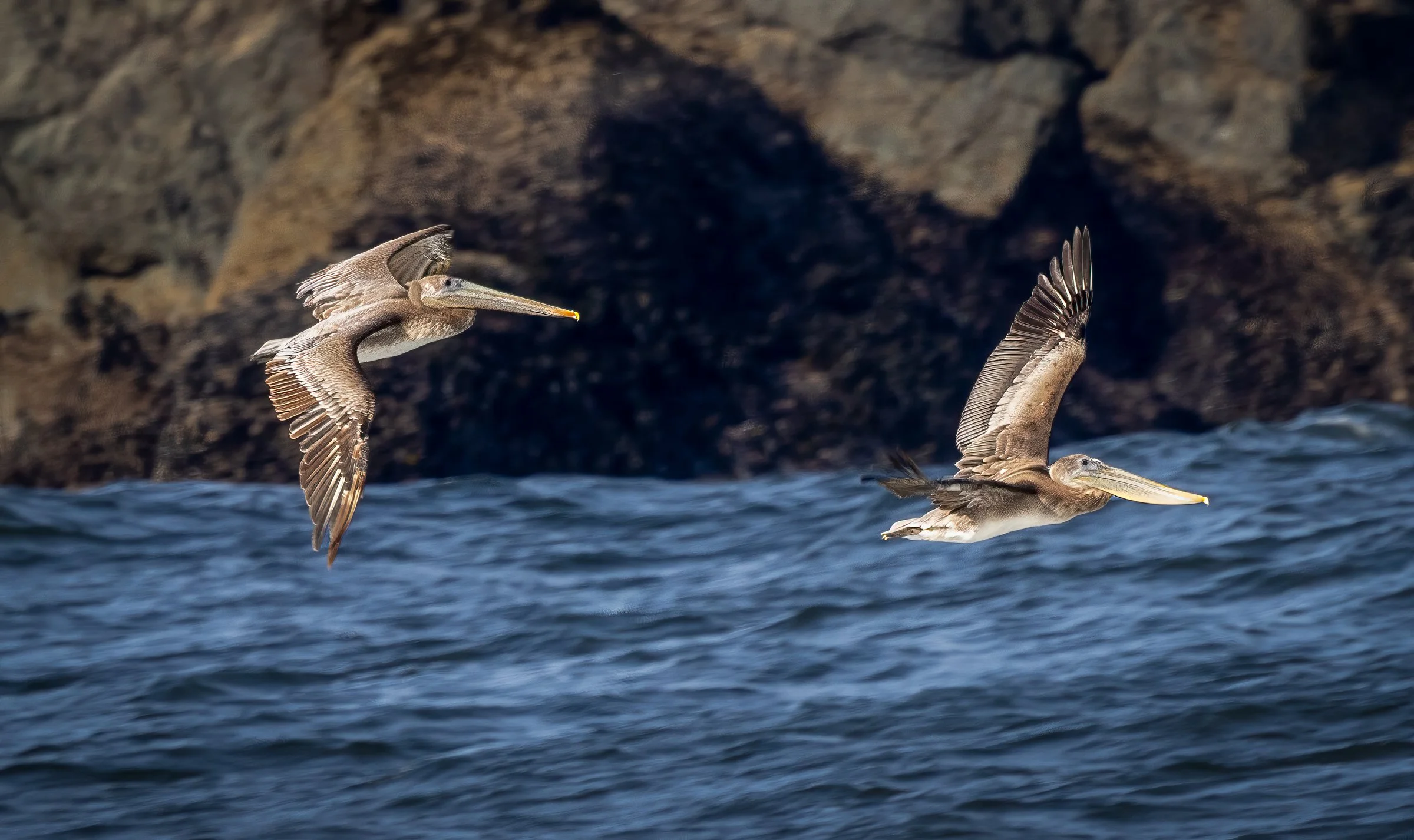 PelicanDuo.jpg