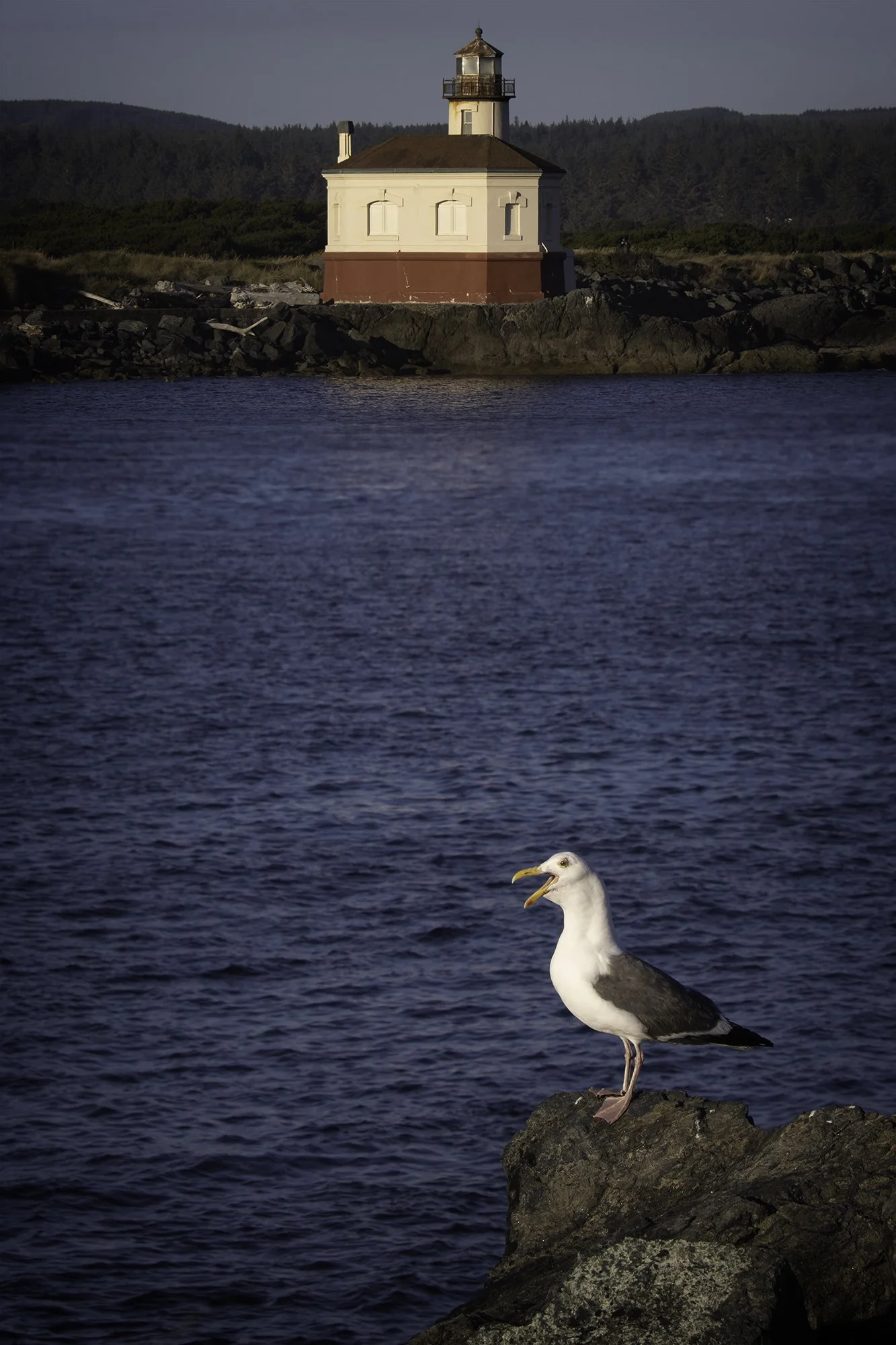 Gull_and_Lighthouse.jpg