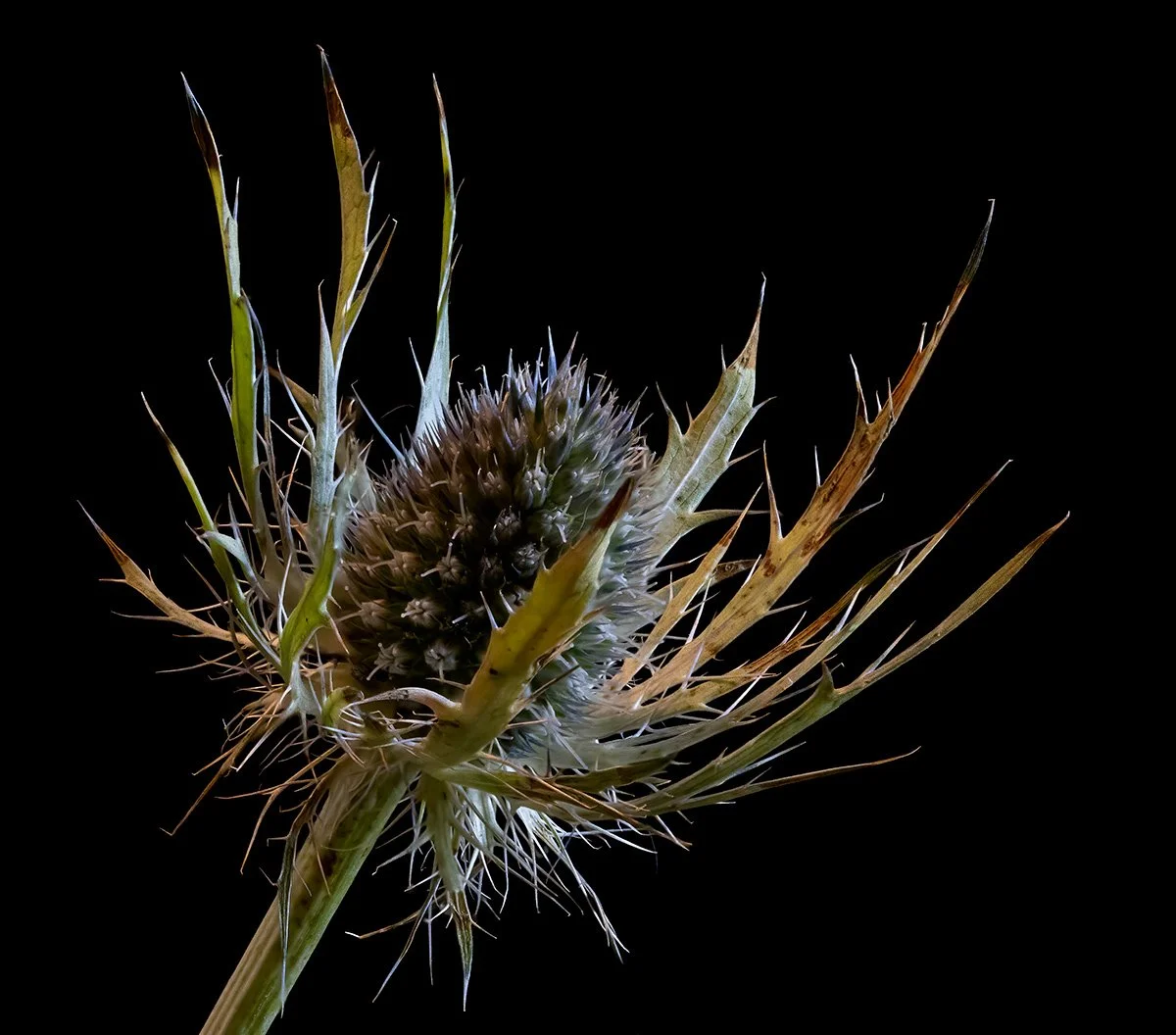 Thistle3.jpg