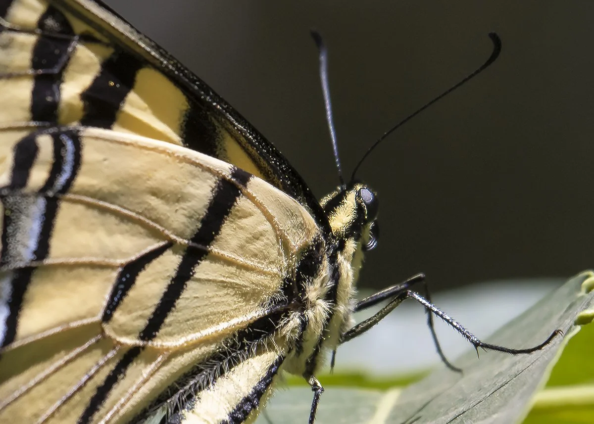 TigerSwallowTail_OTS.jpg