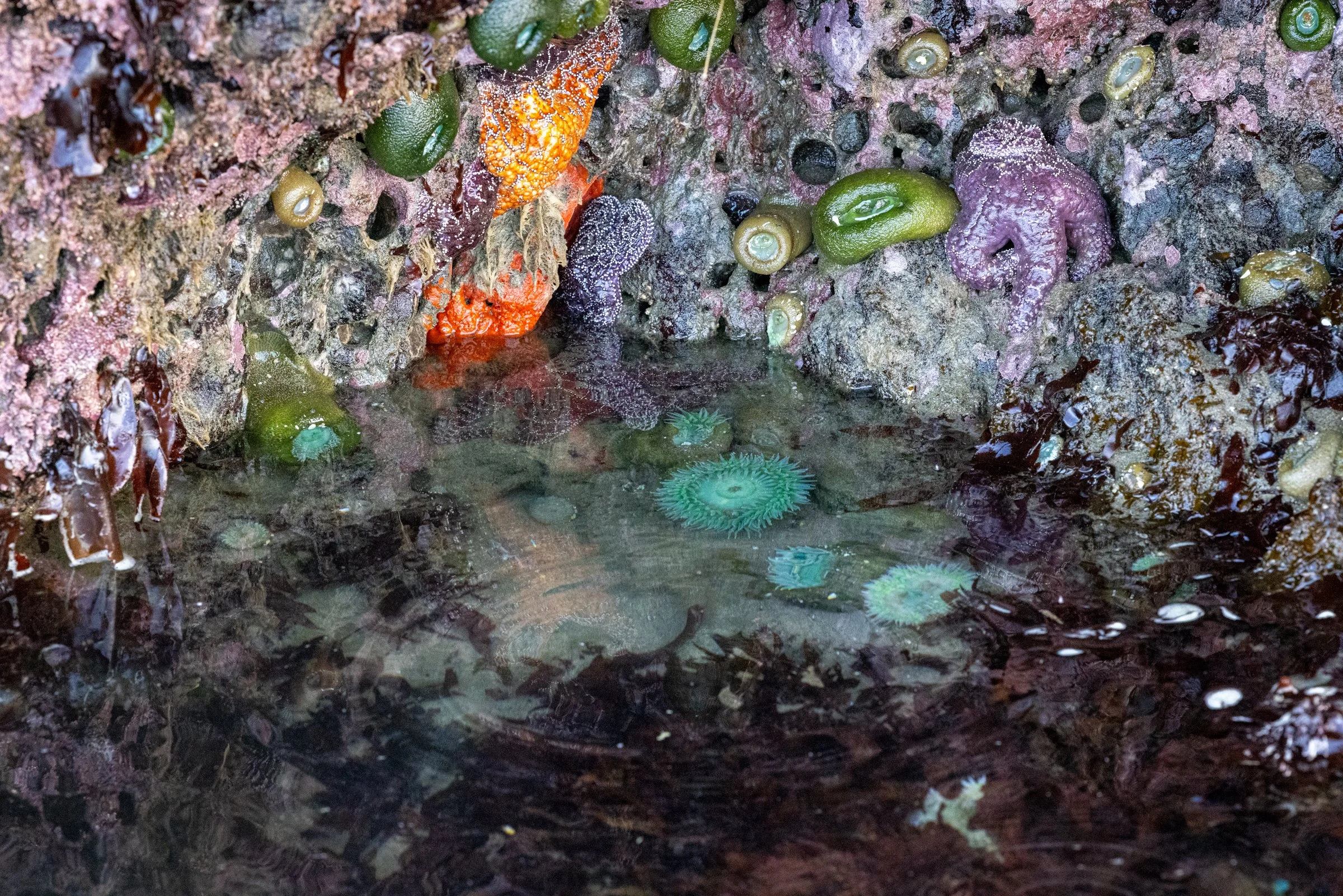 TidePoolforChristmasCard-8521.jpg