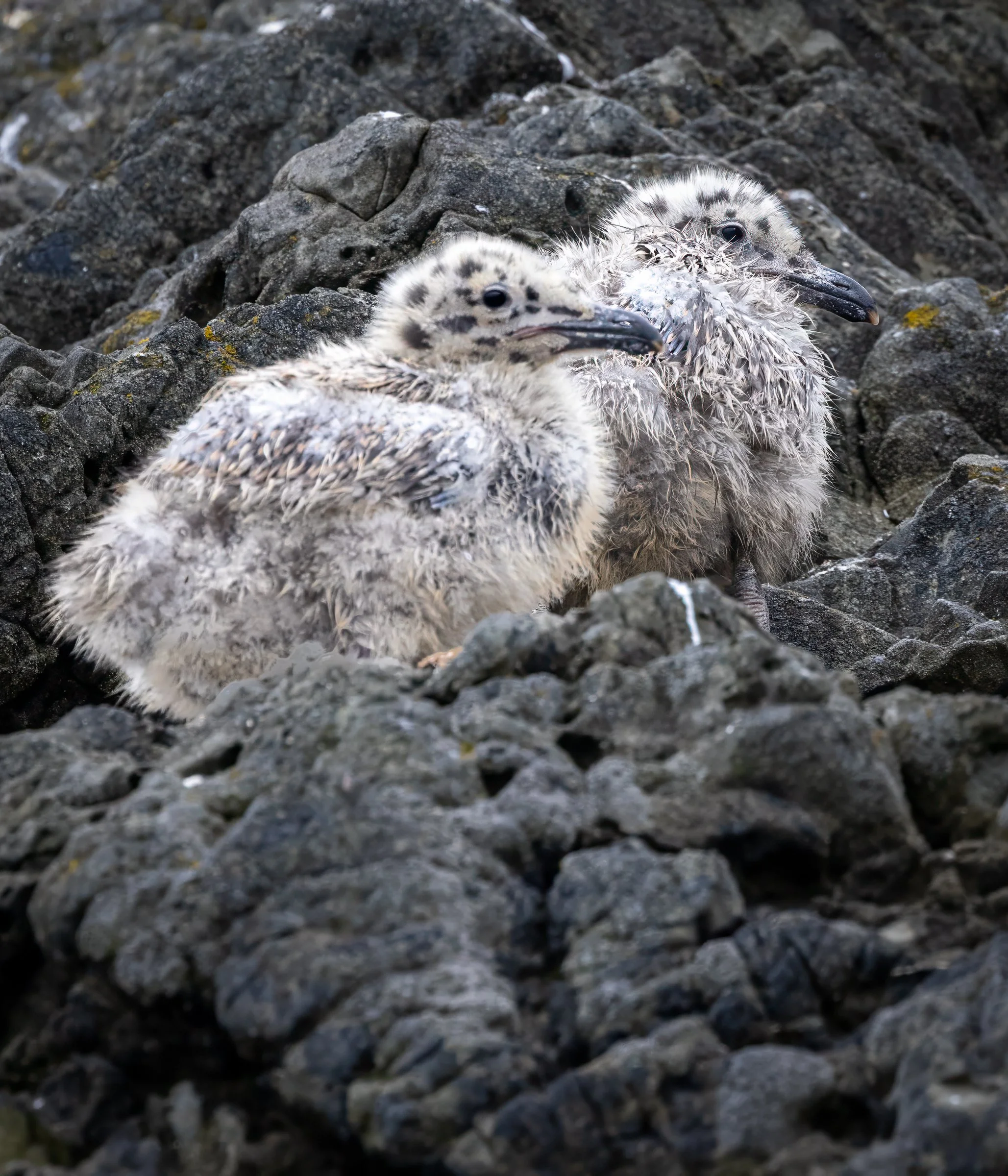 GullChicks-.jpg