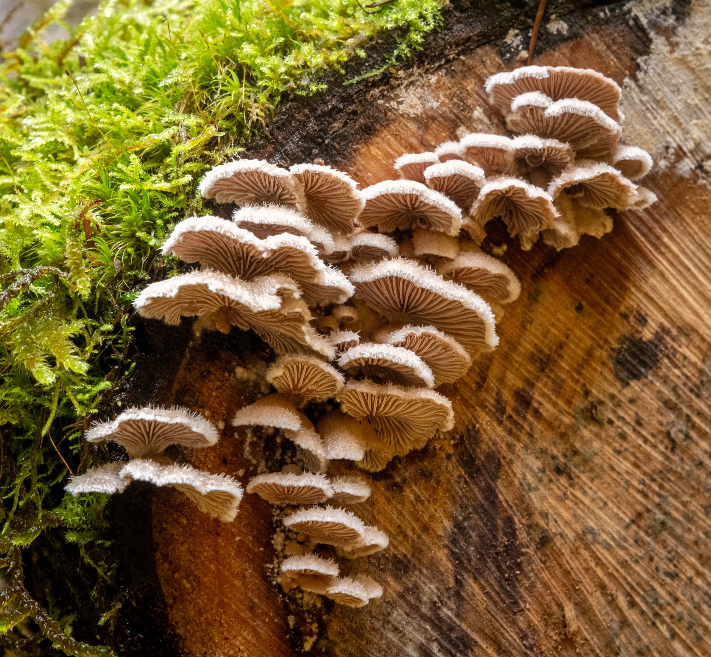 Fungi2b-4763.jpg