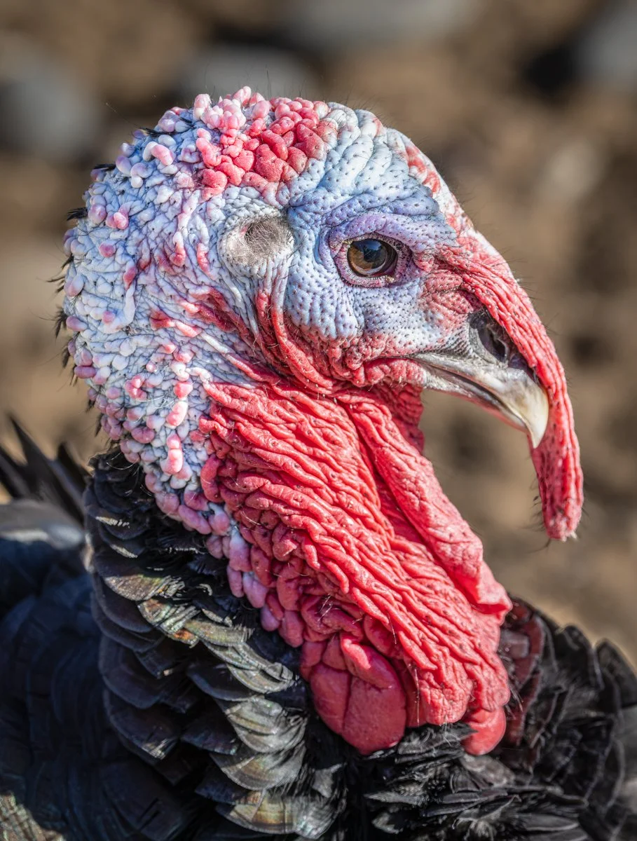 TurkeyHeadShot.jpg