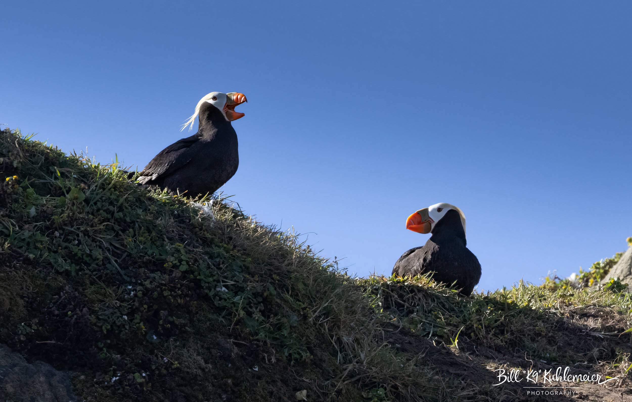 3Z7A2725-Edit.PuffinPair3jpg.jpg