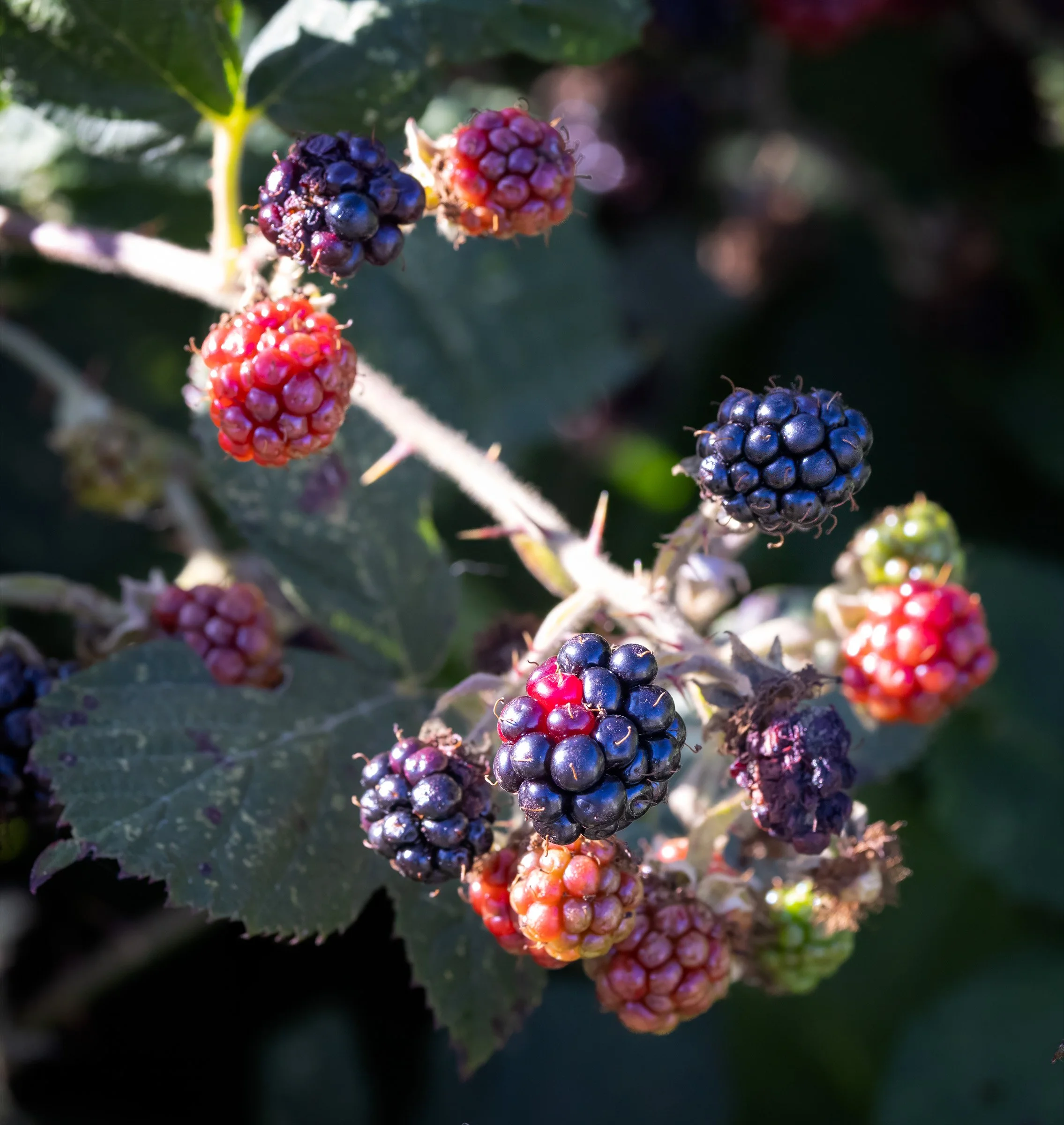 BlackBerries.jpg