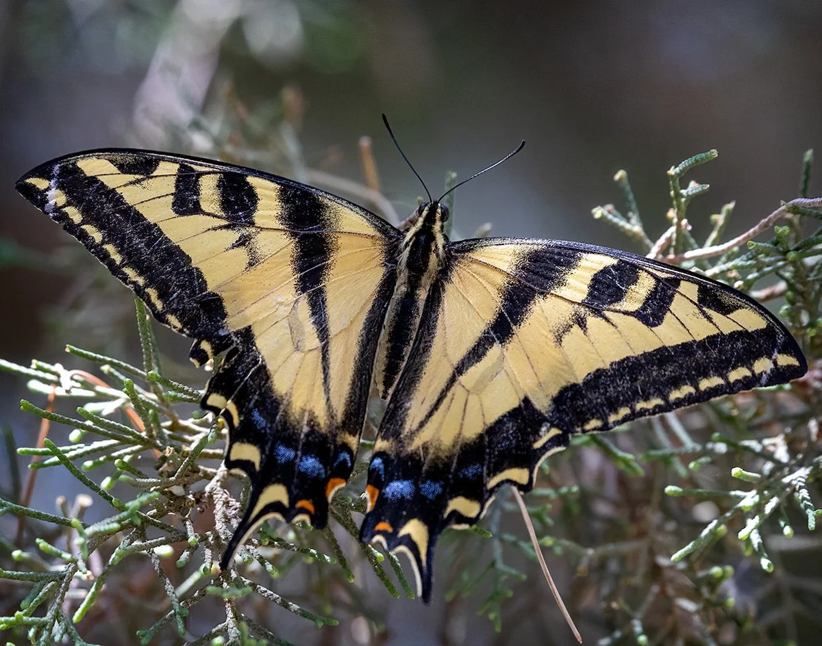 SwallowTail2_7_3.jpg