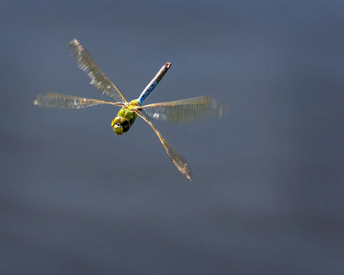 10DragonflyInFlight1.jpg