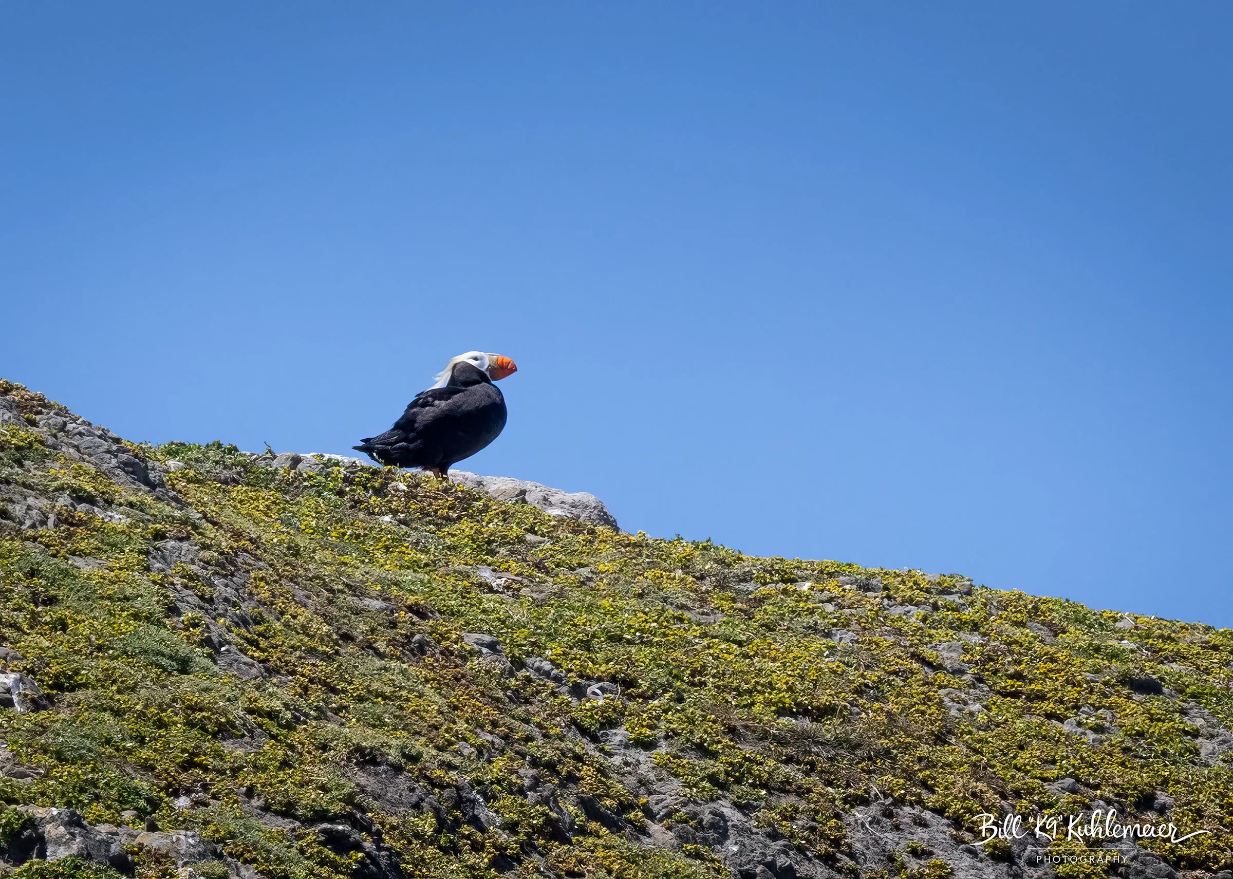 3Z7A3013-EditLonePuffinLookout - Copy.jpg