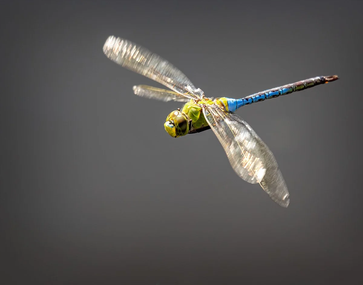 11aDragonFlyInFlight3.jpg