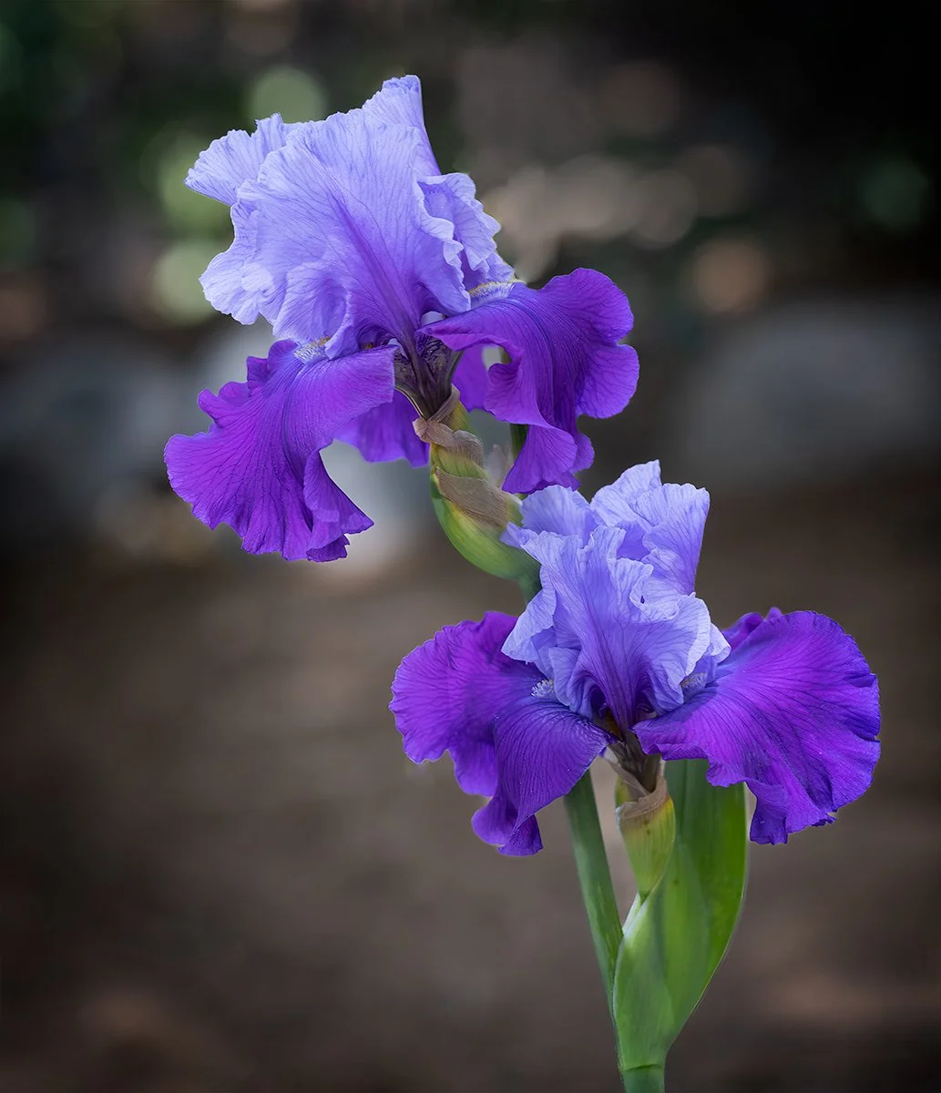 IrisDuo.jpg