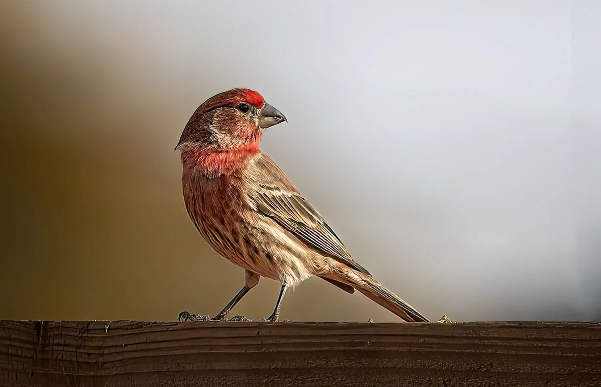 HouseFinch01_14.jpg