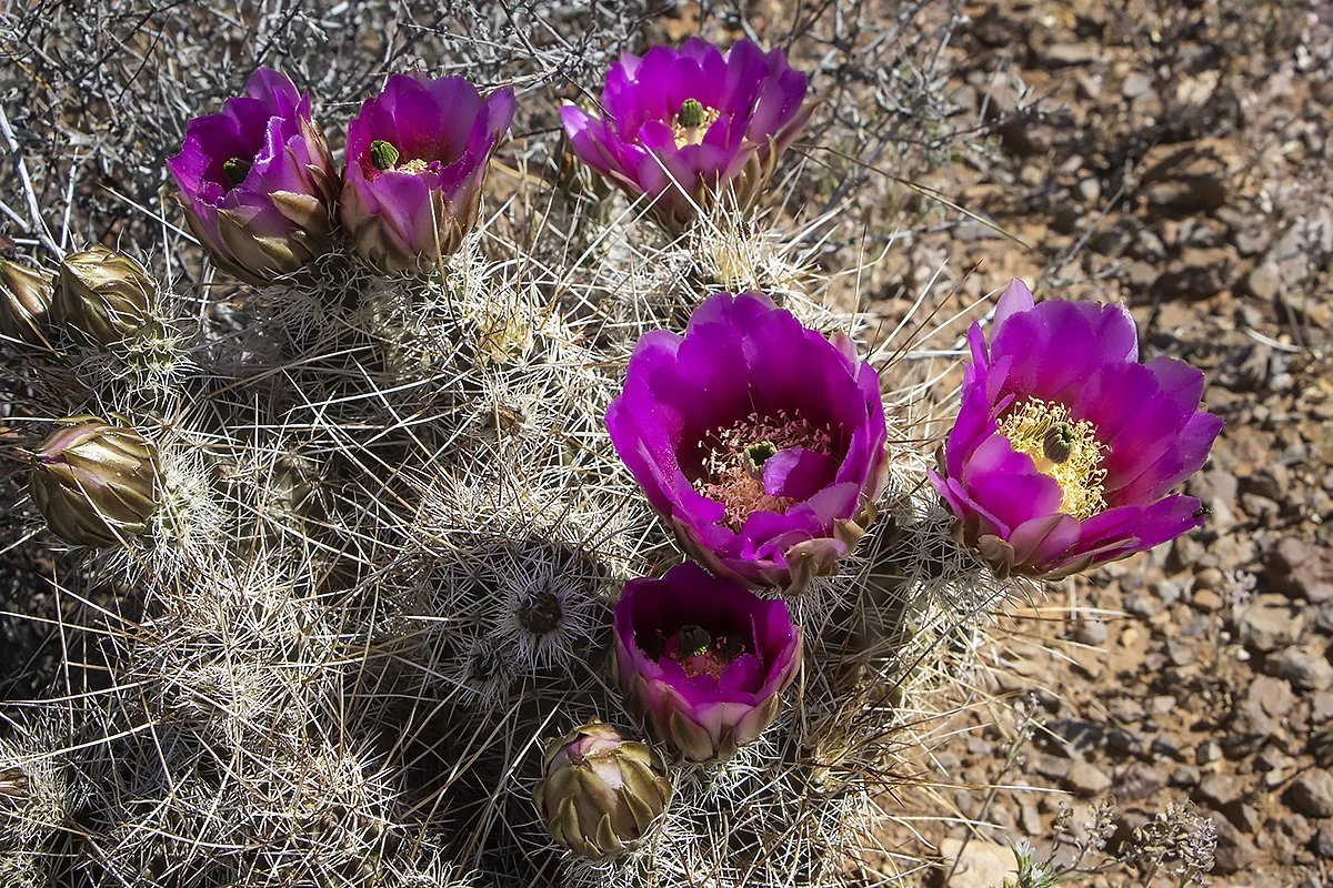 LasCrucesHikeCactiBlooms.jpg