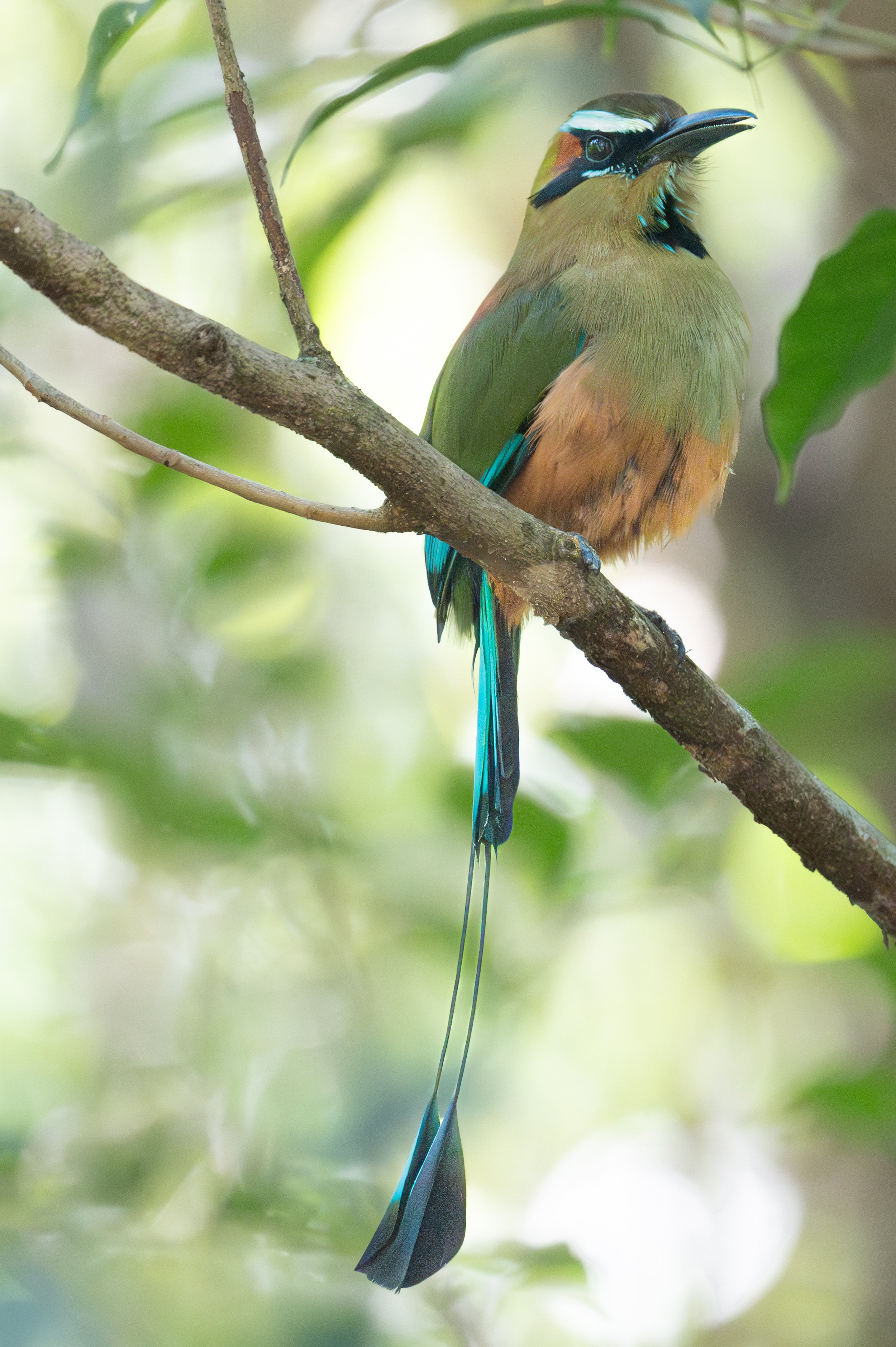 Turquoise-browed Motmot