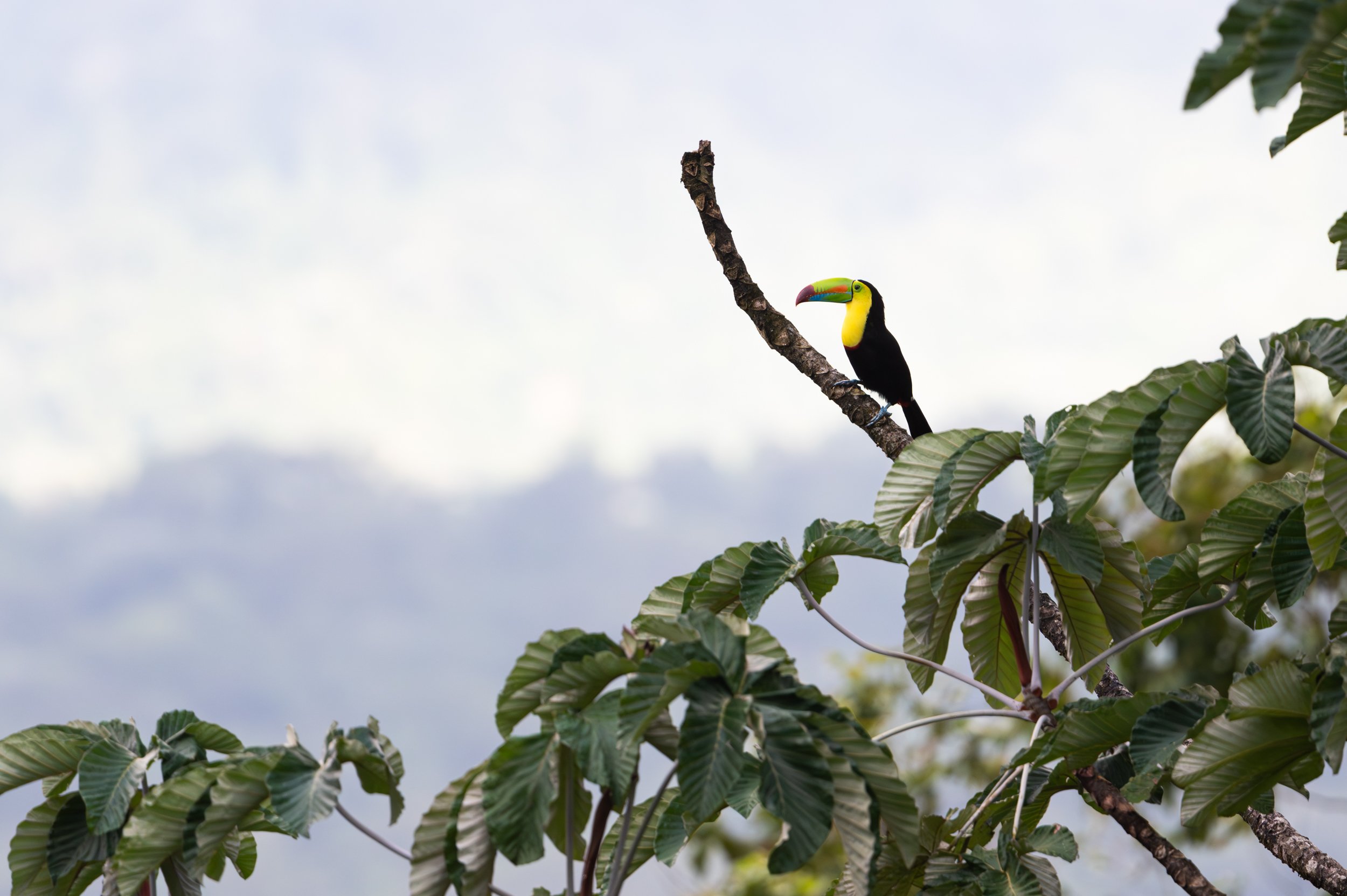 Keel-billed toucan