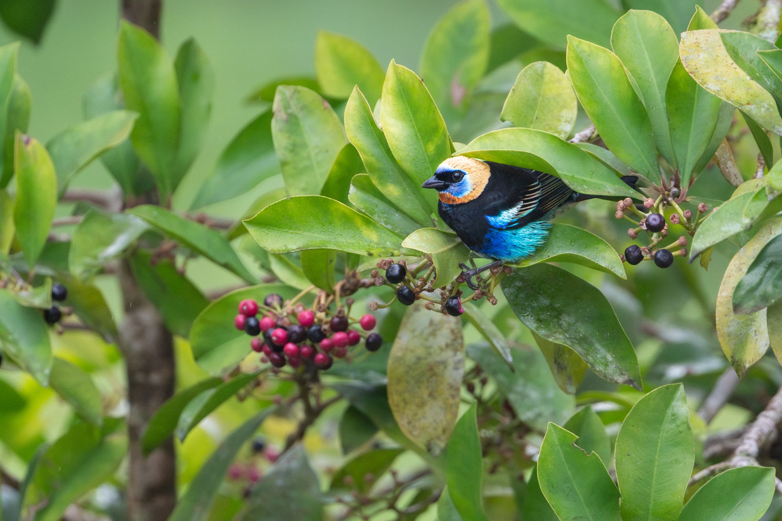 Golden-hooded Tanager