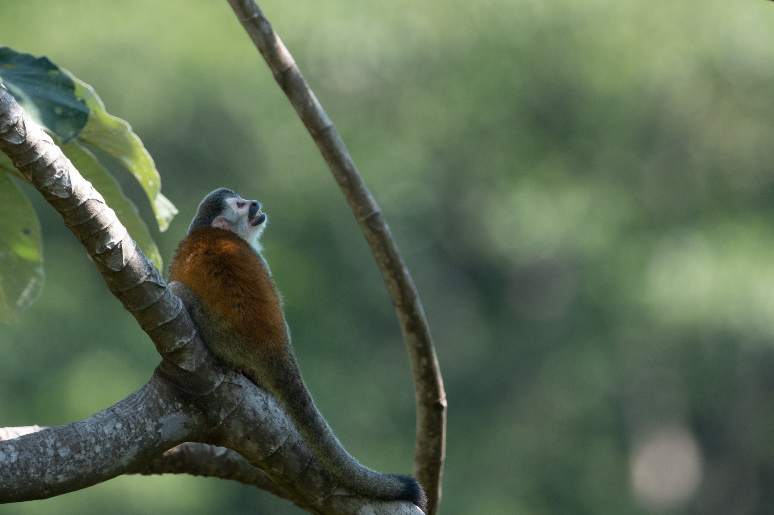 Squirrel monkey