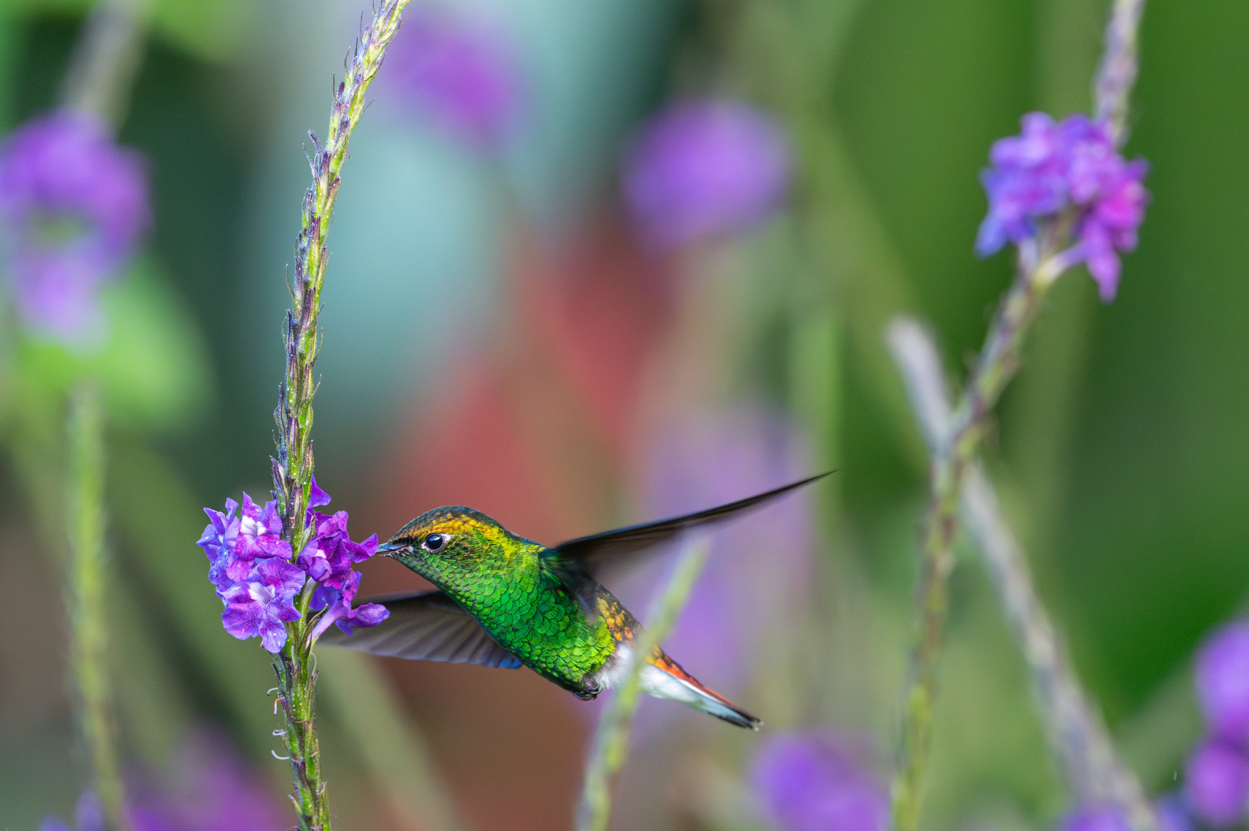 Coppery-headed Emerald