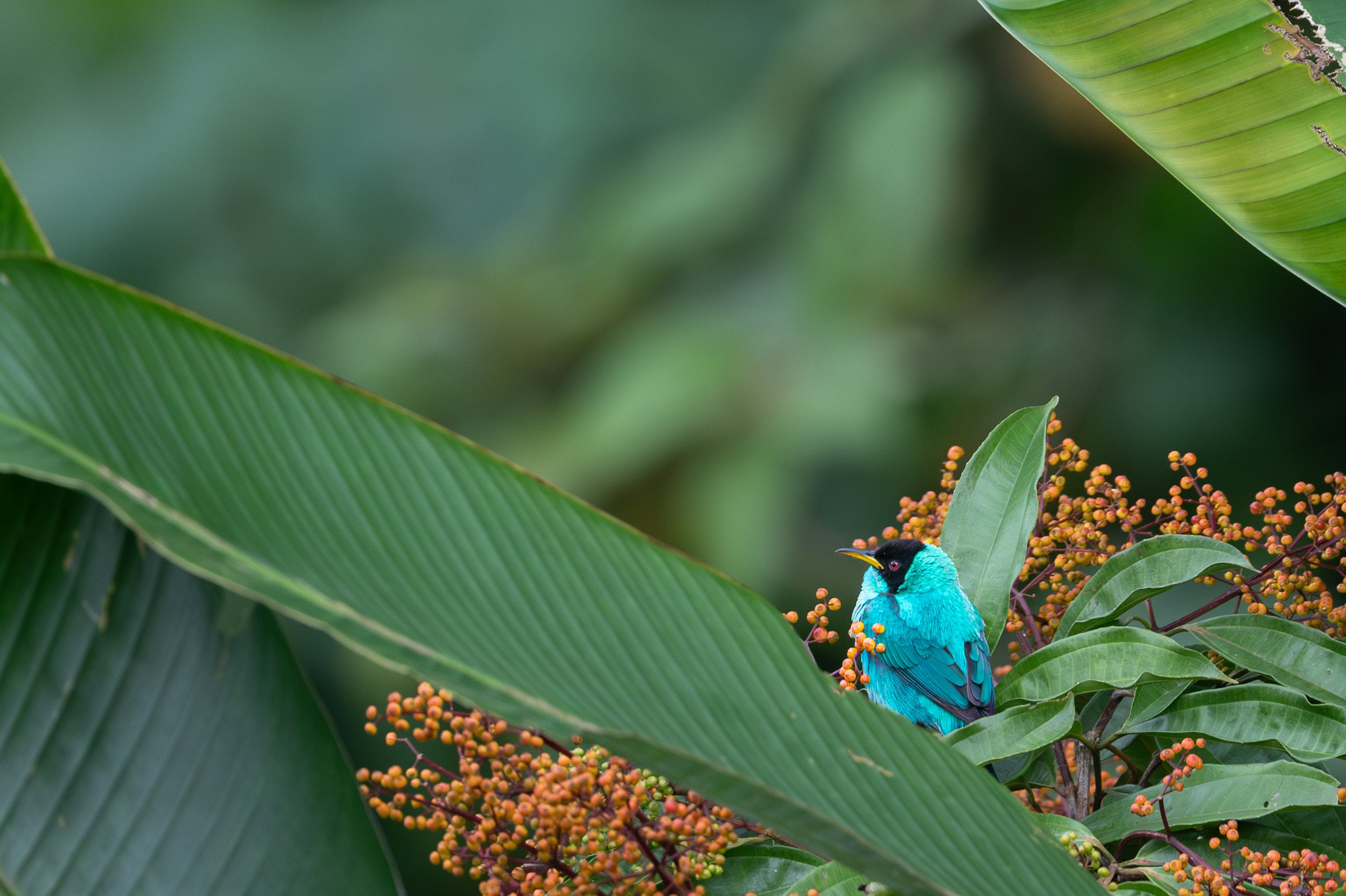 Green Honeycreeper