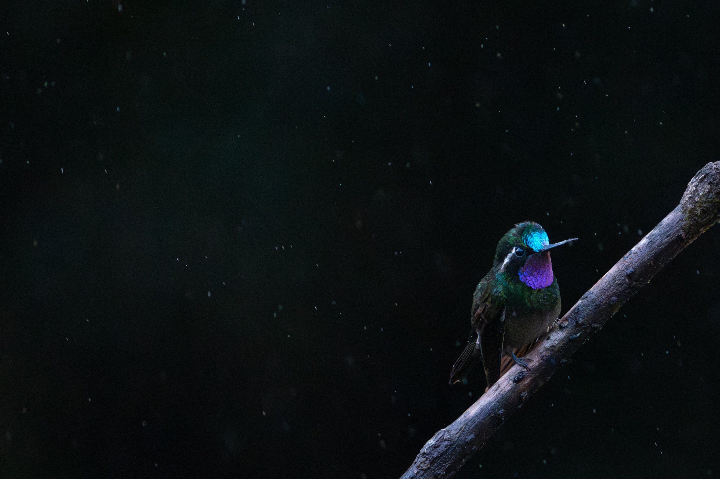 Purple-throated Mountain-gem (M)
