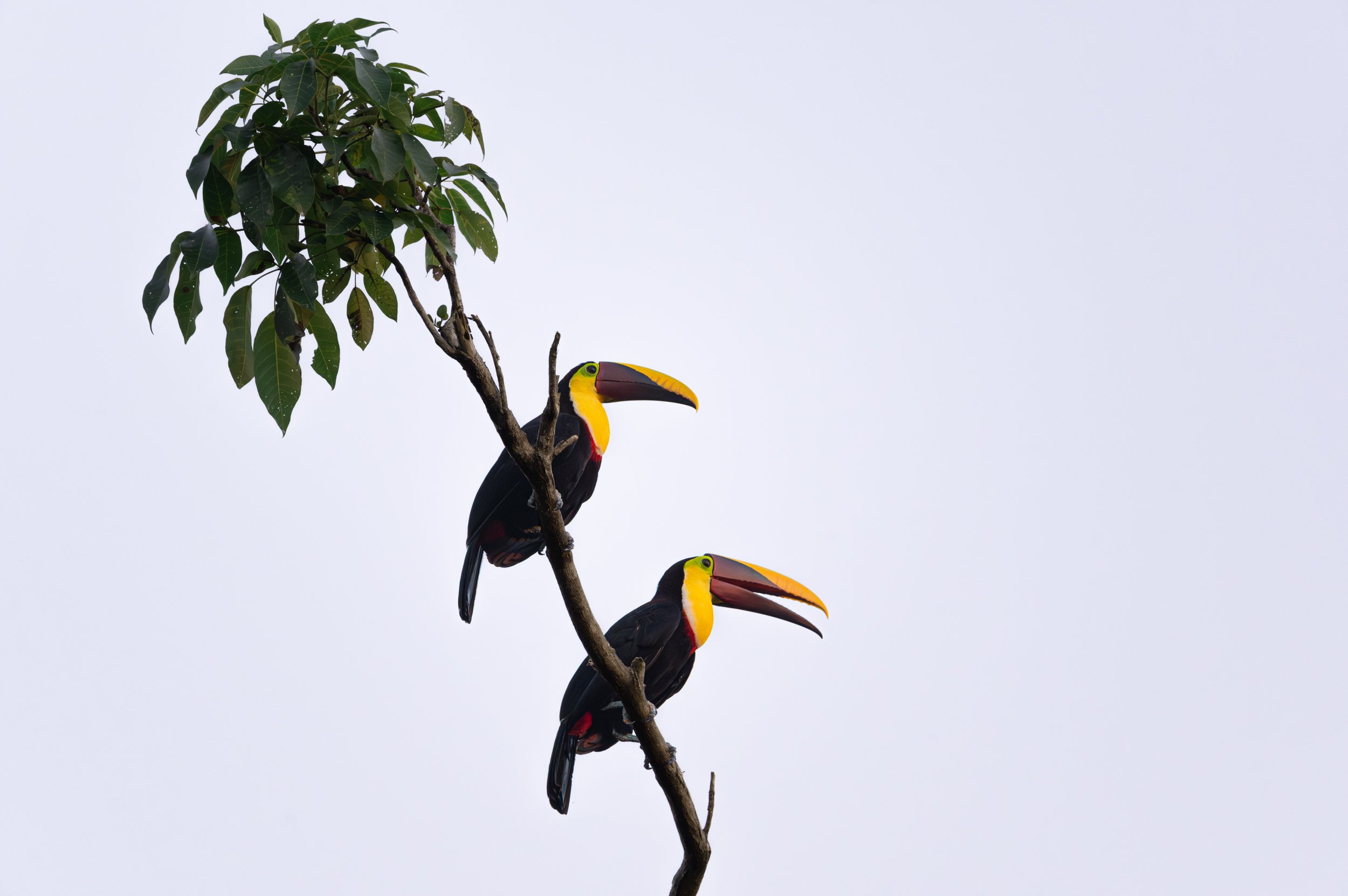 Yellow-throated toucan(s) 2