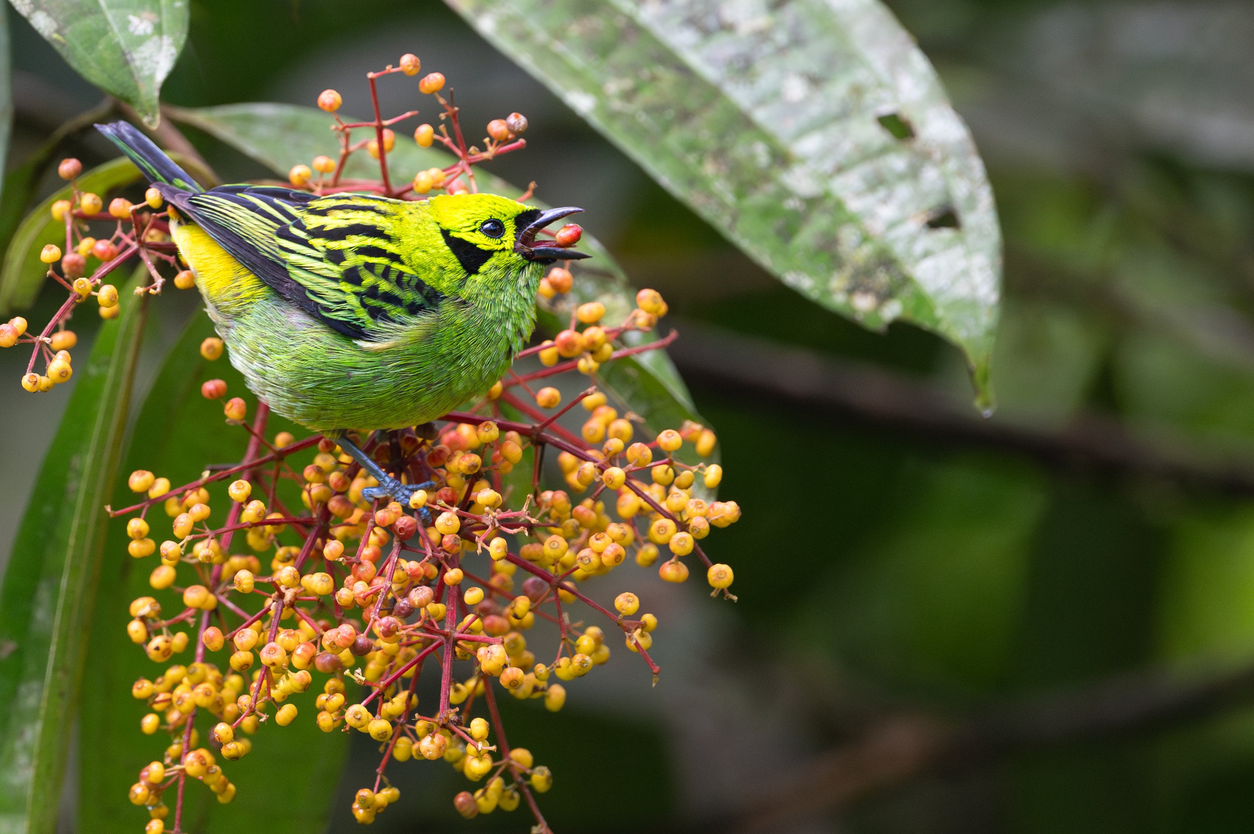 Emerald Tanager