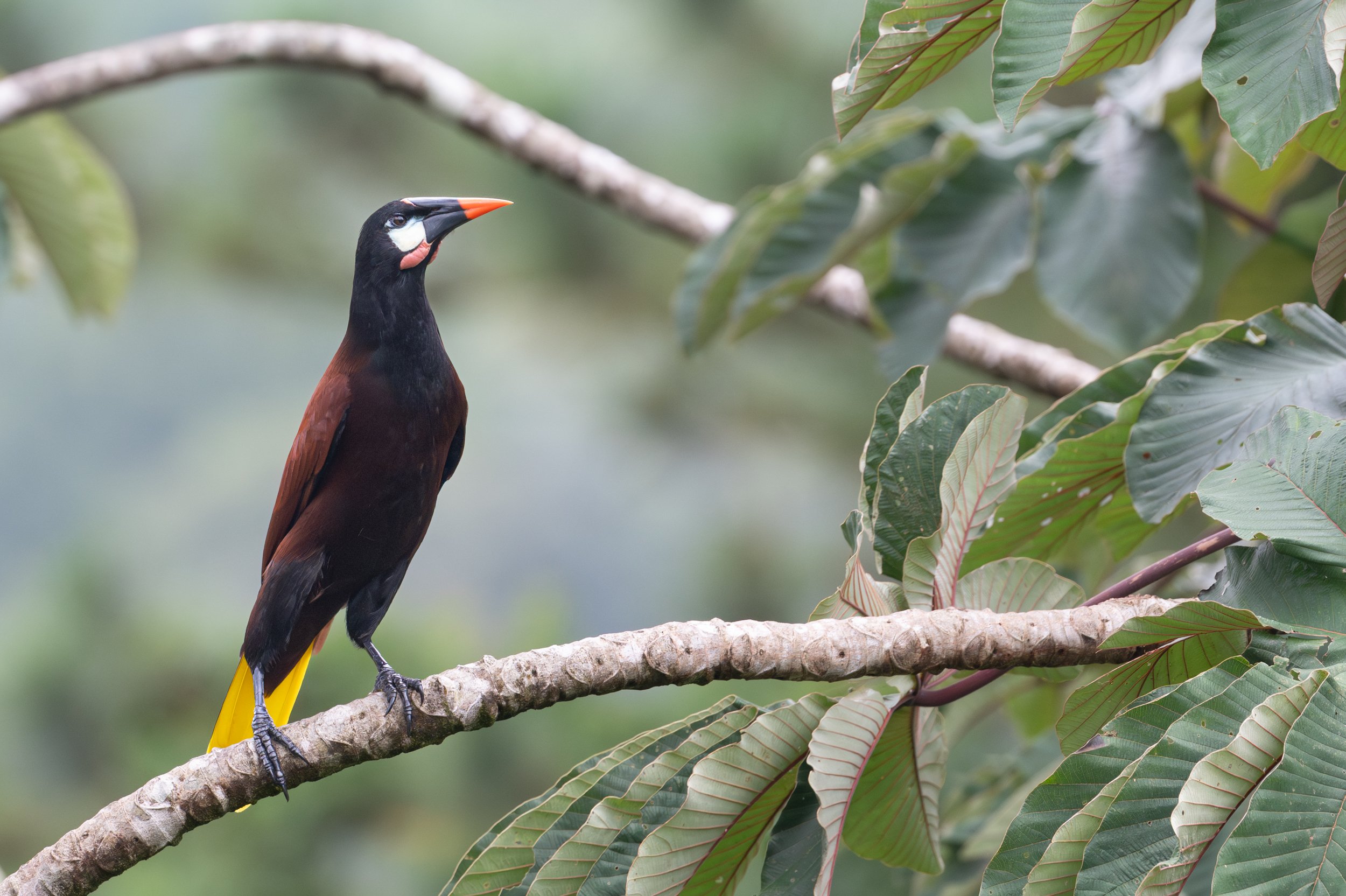 Montezuma Oropendola
