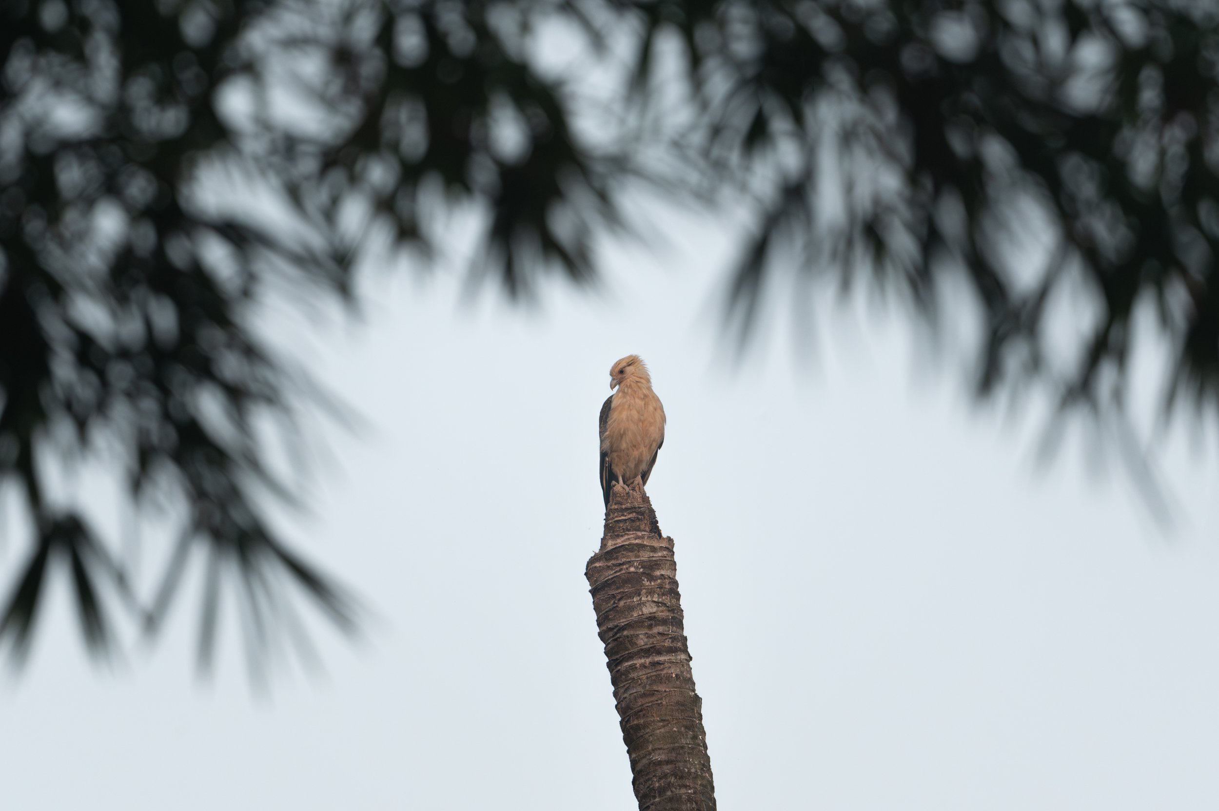 Yellow-headed Caracara