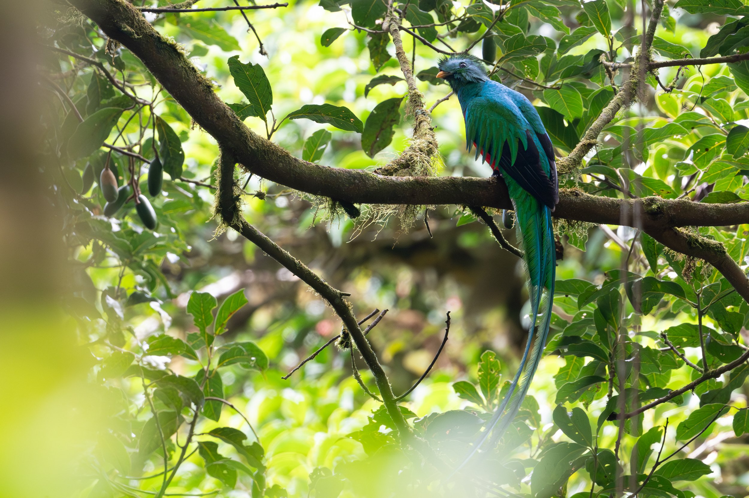 Resplendent Quetzal