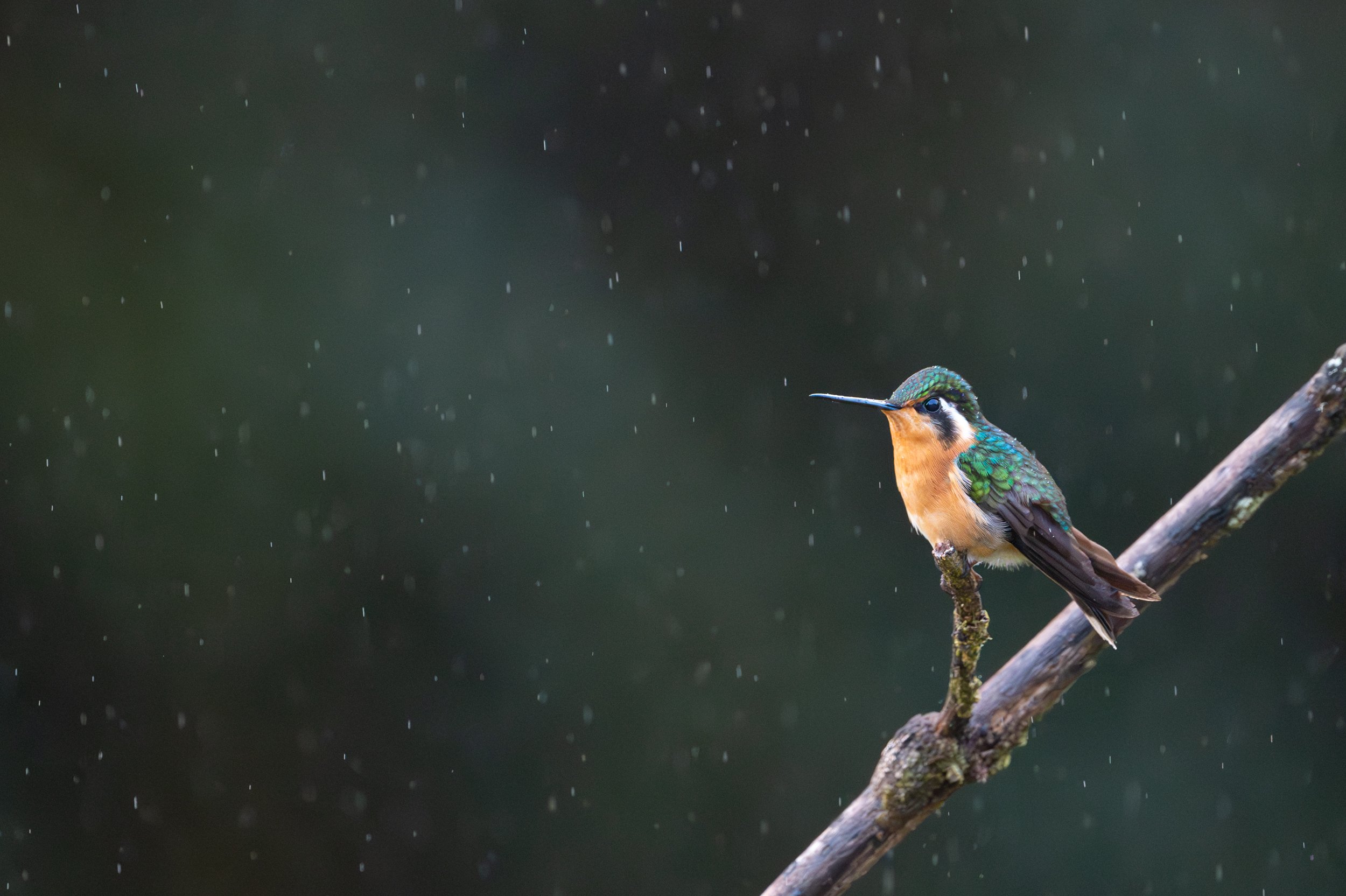 Purple-throated Mountain-gem (F)