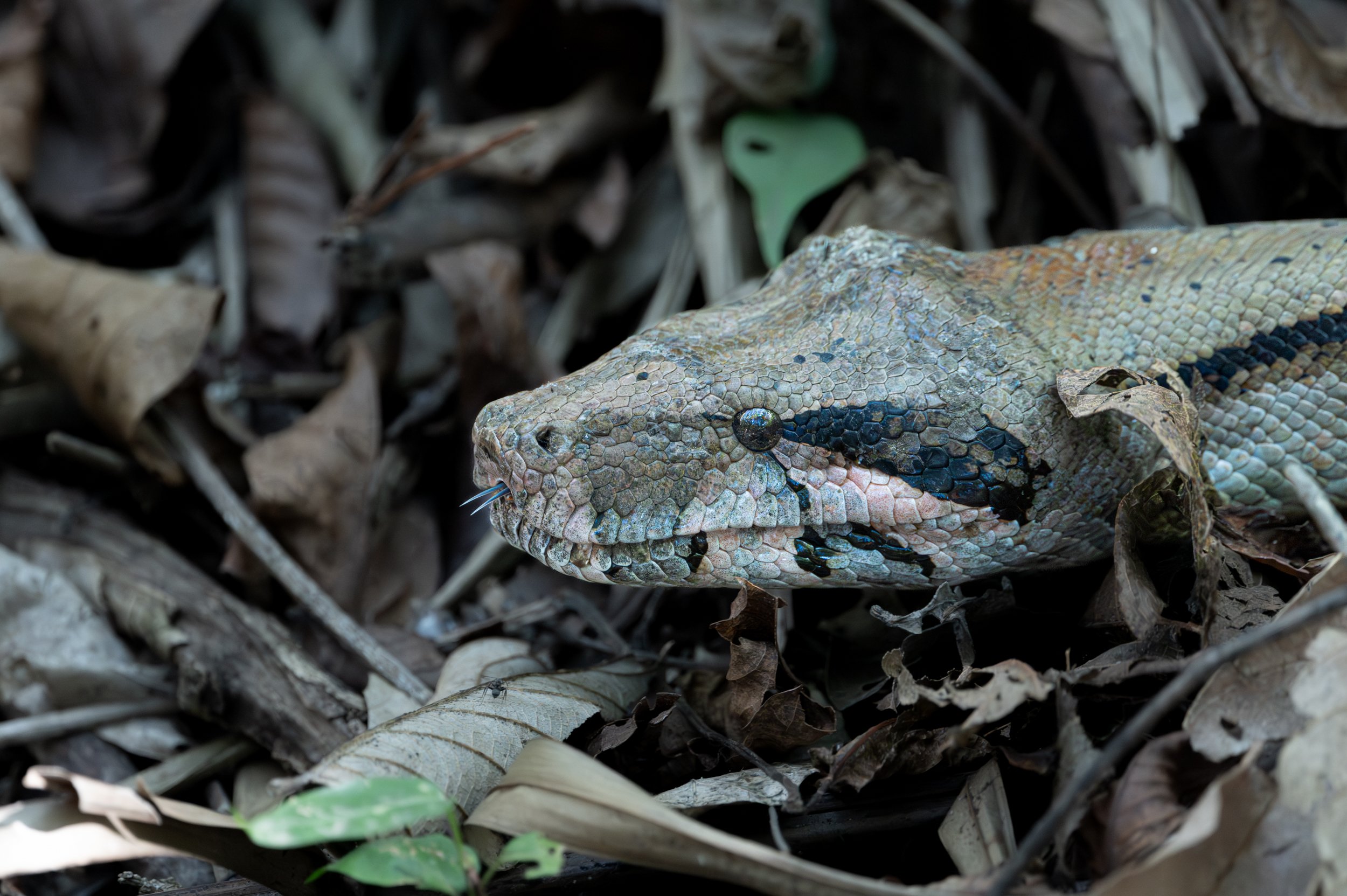 Boa MF Constrictor