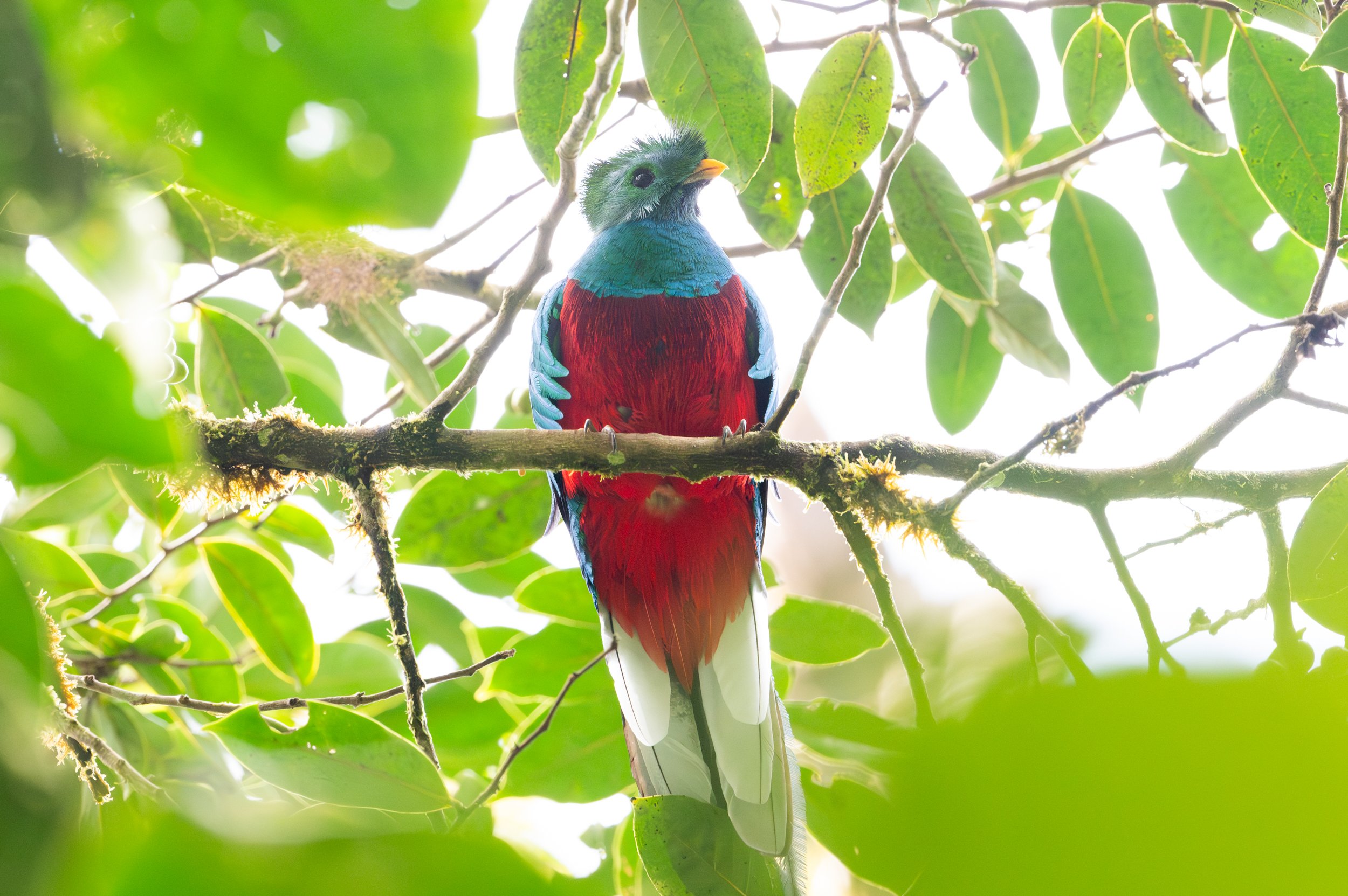 Resplendent Quetzal 2