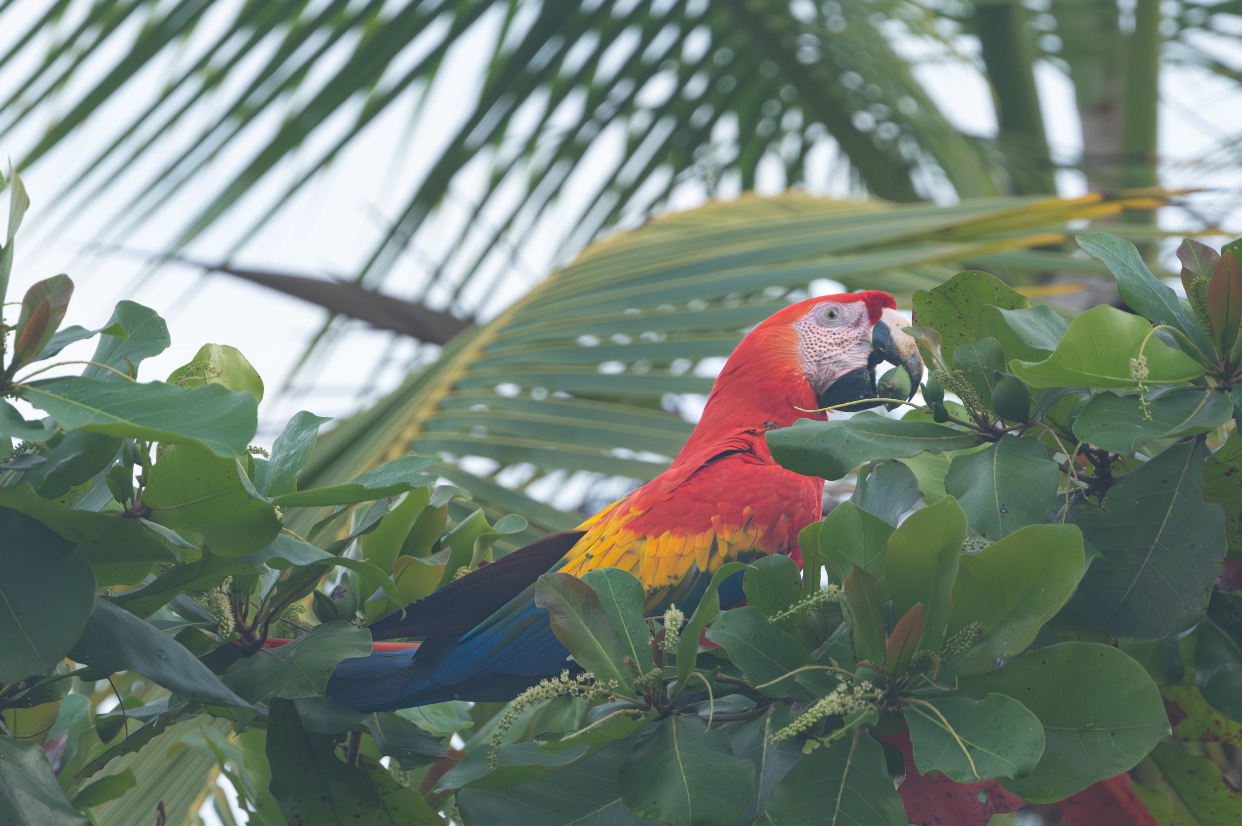 Scarlet Macaw