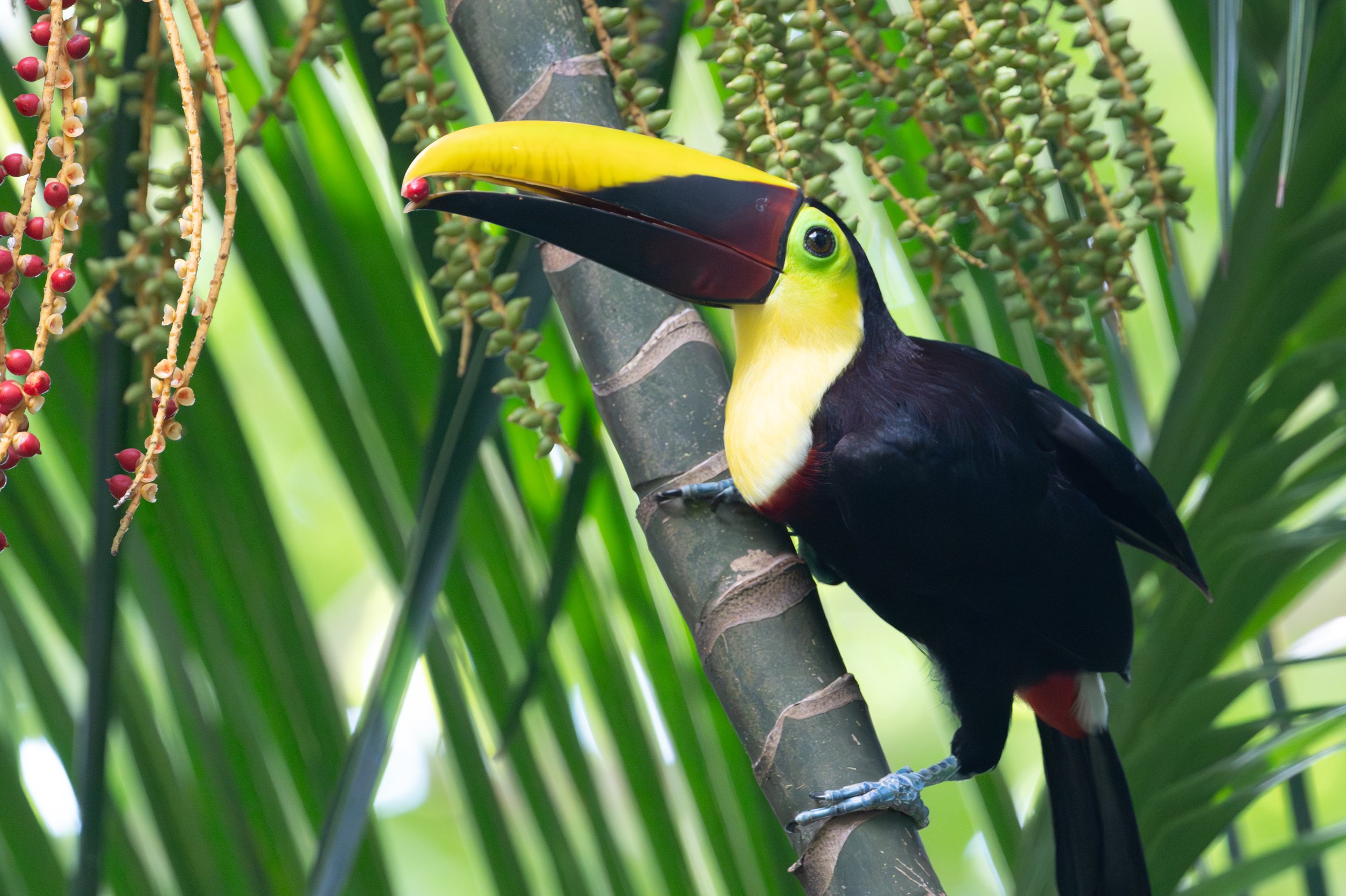 Yellow-throated toucan