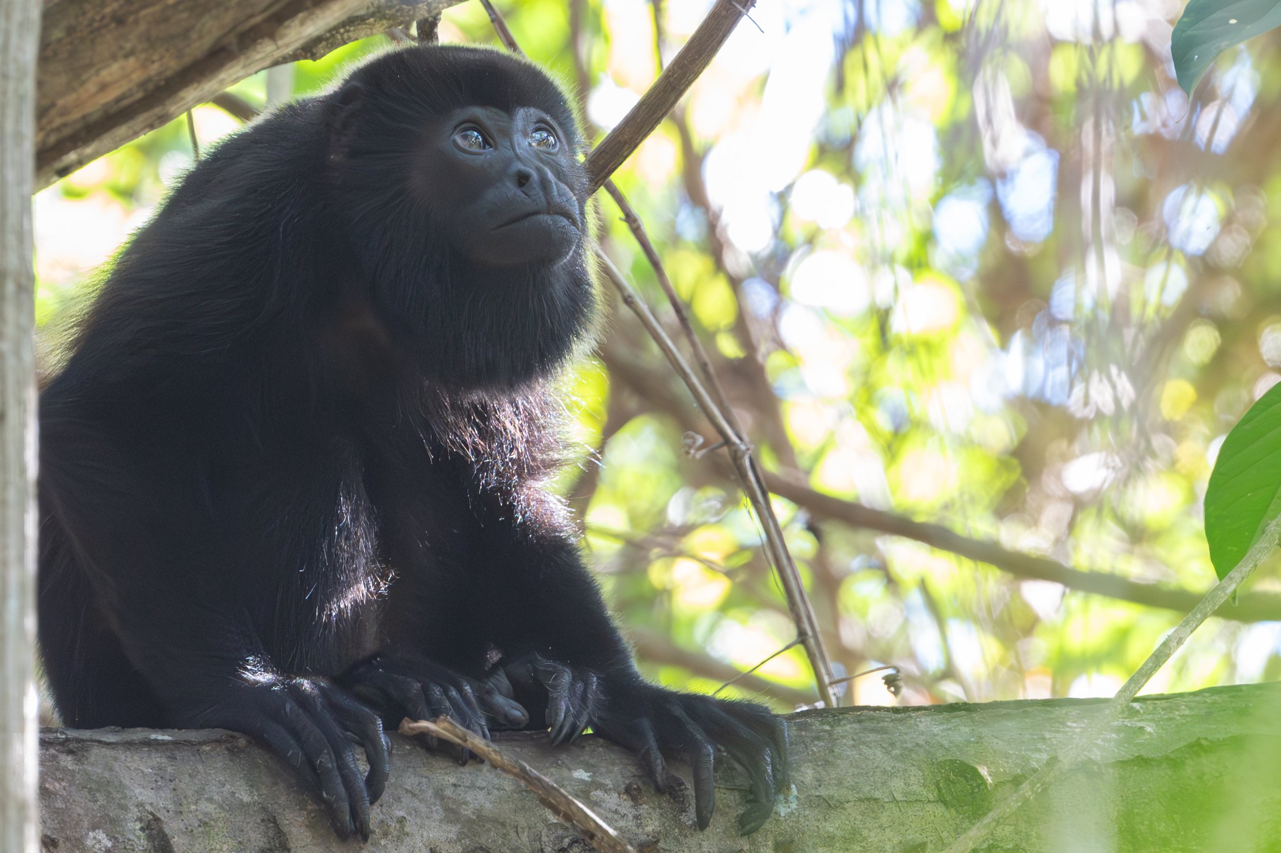 Howler monkey