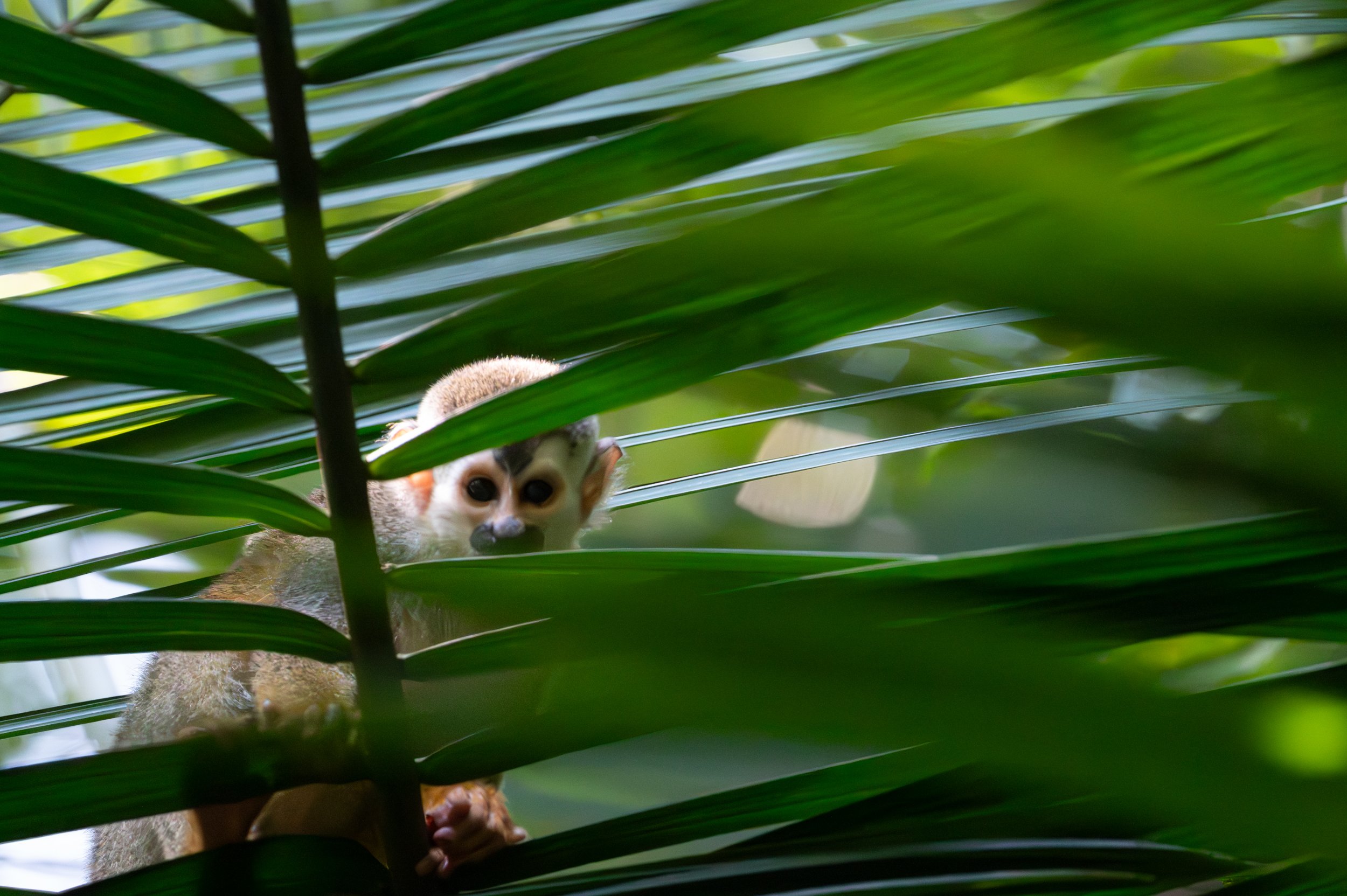Squirrel monkey 2