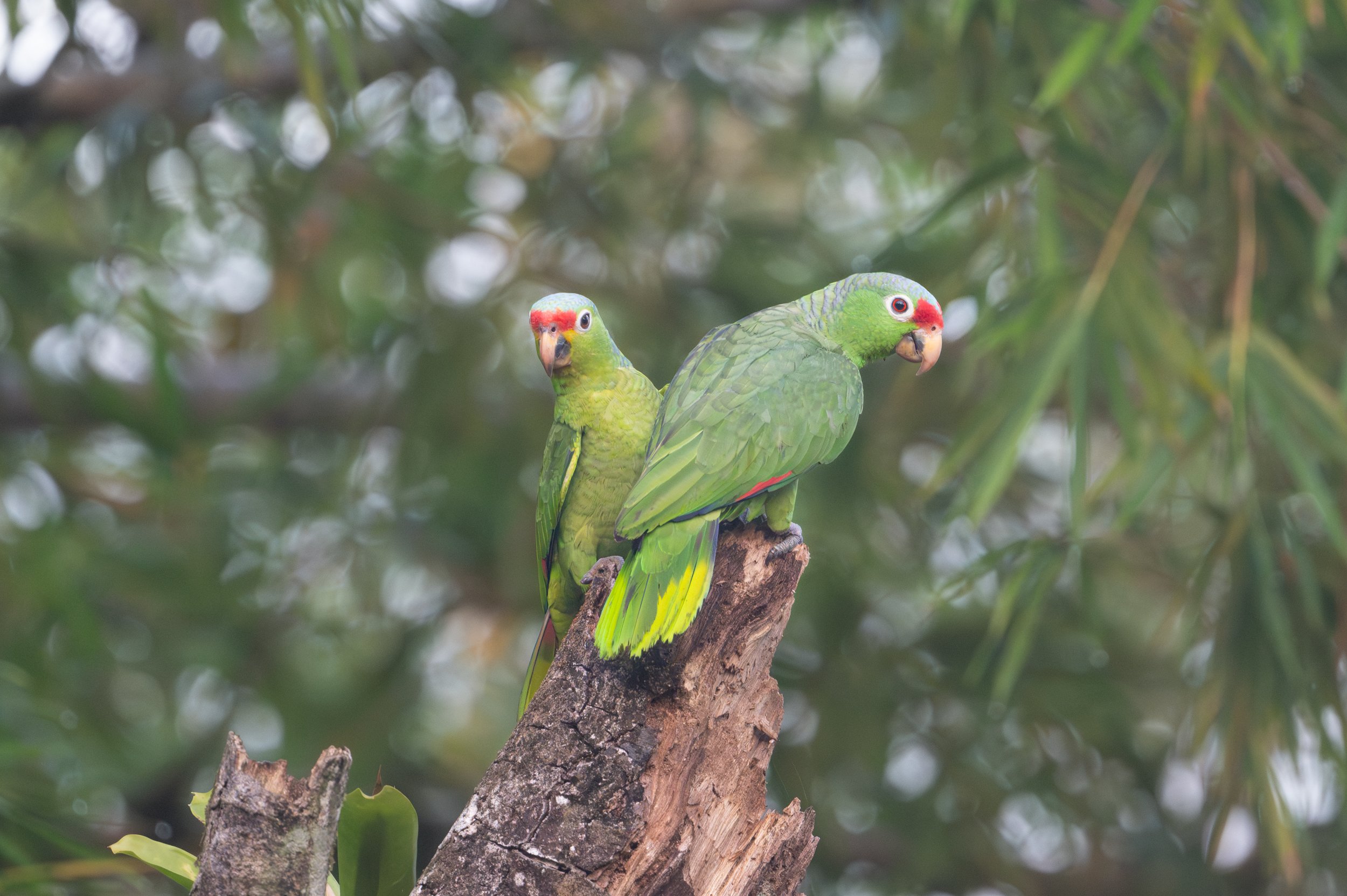 Red Lored Parrots