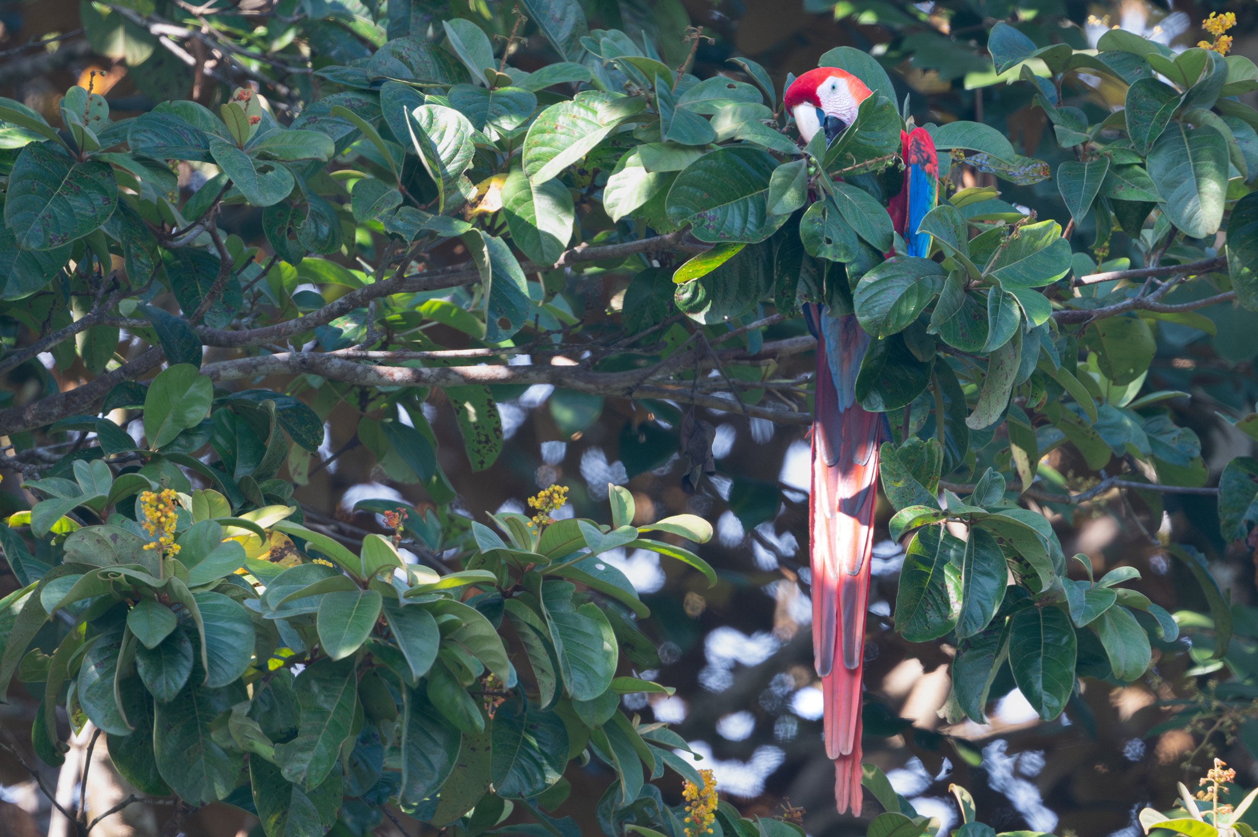 Scarlet Macaw 2
