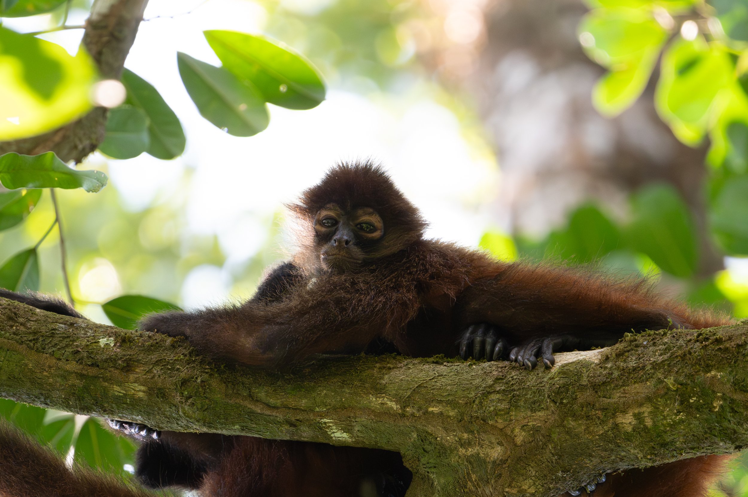 Spider monkey