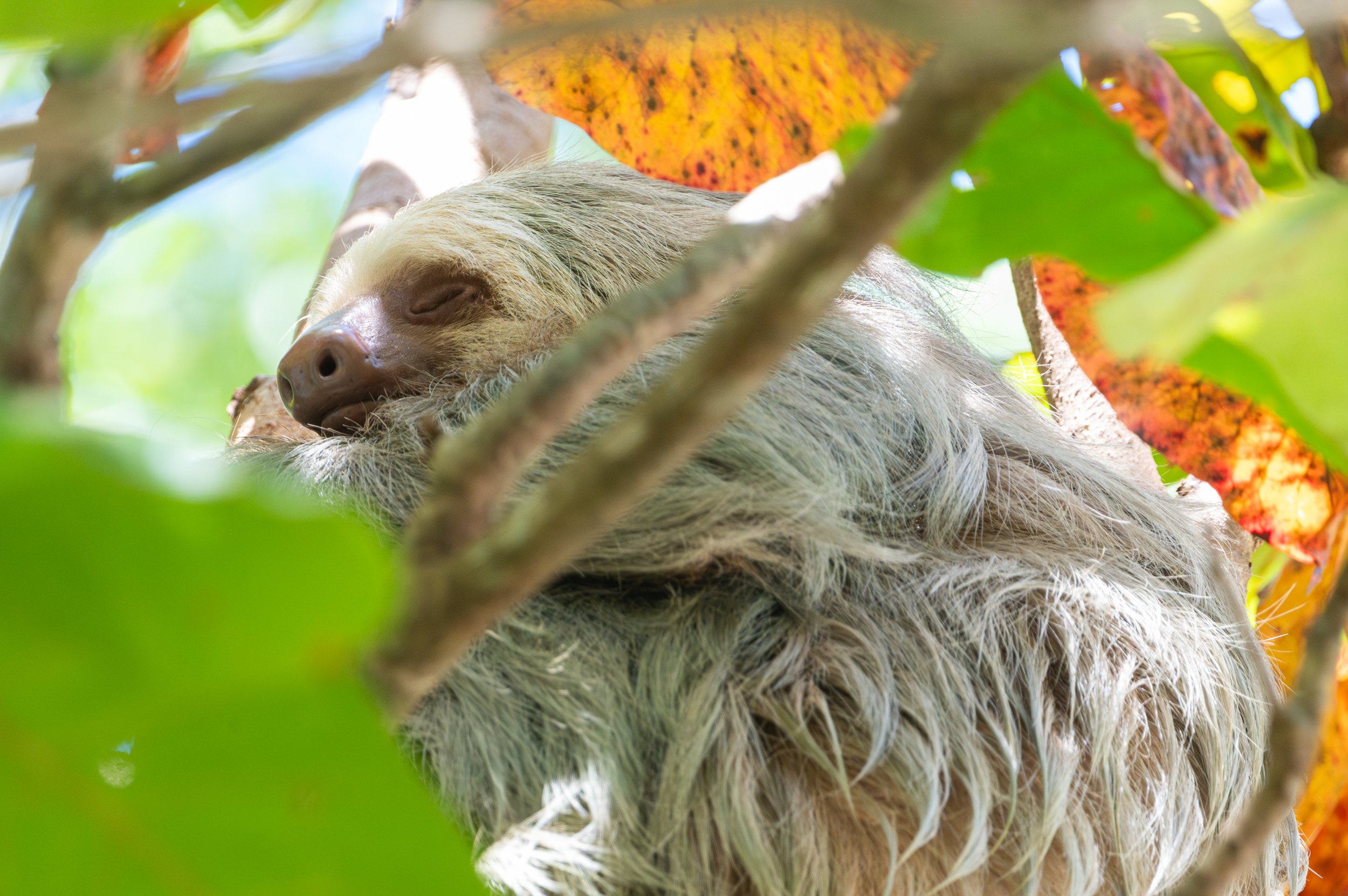 3 (or 4?) toed sloth