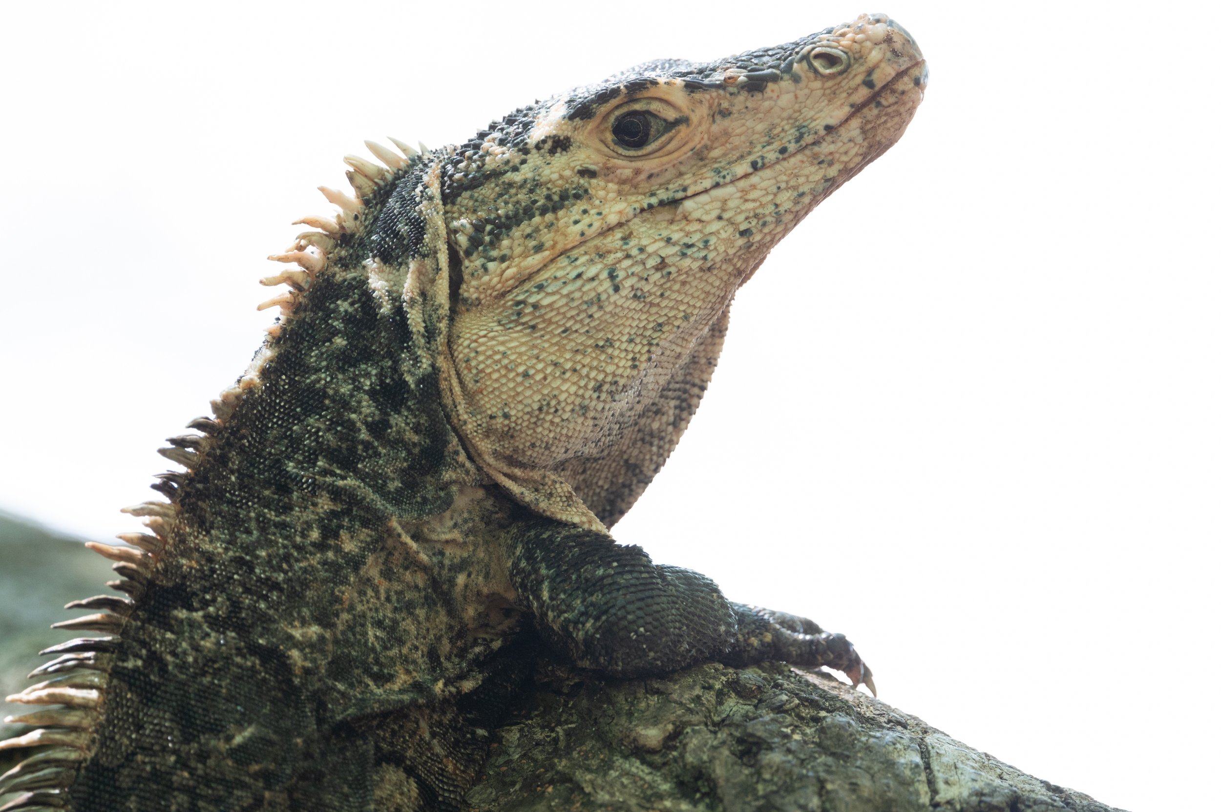 Black Iguana