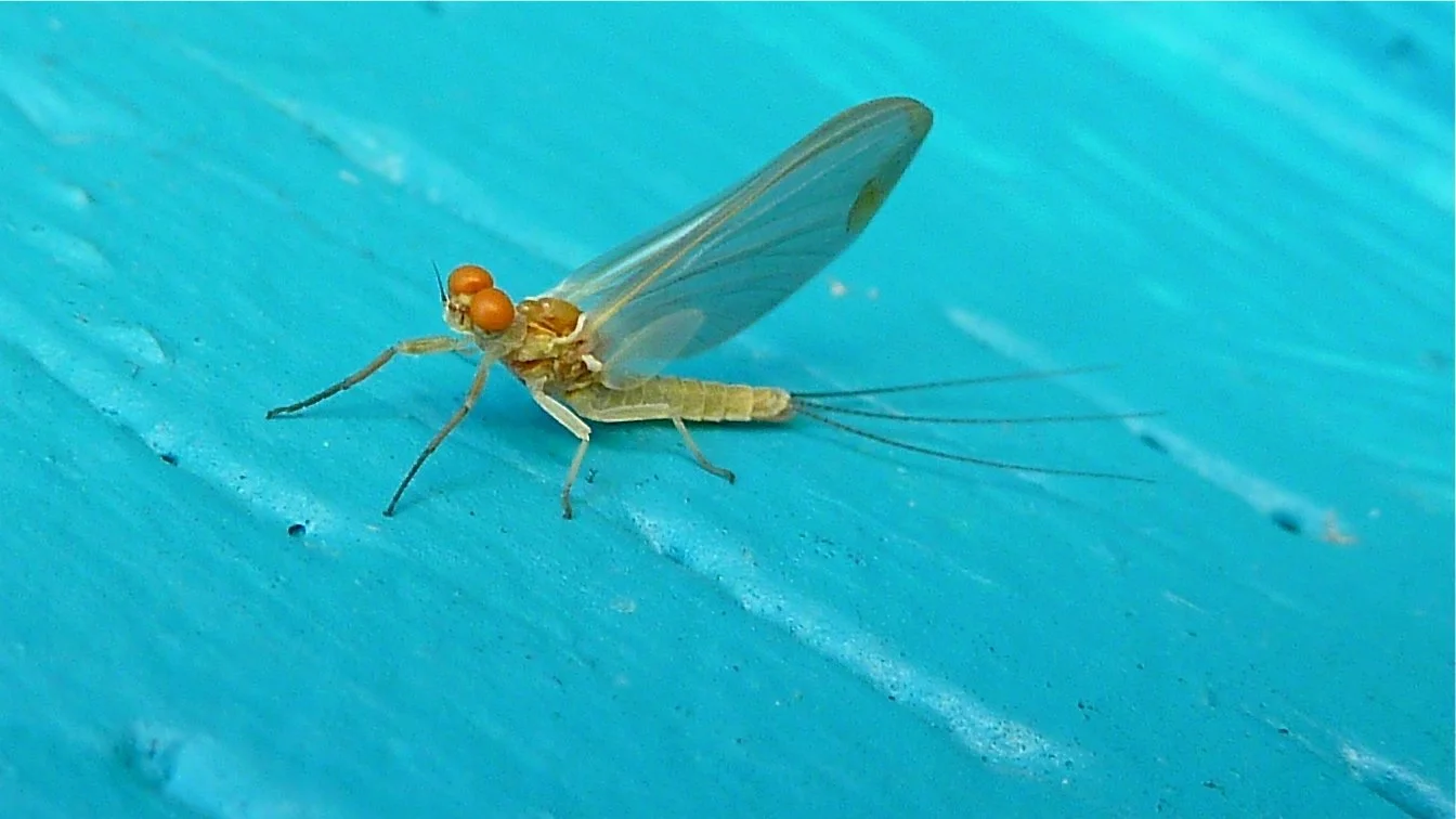 Cold and Snow...PMD Edition