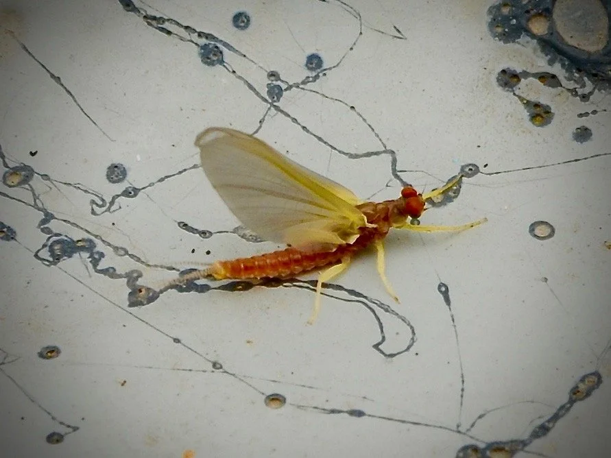 Monday June 10th Missouri River Fishing Report