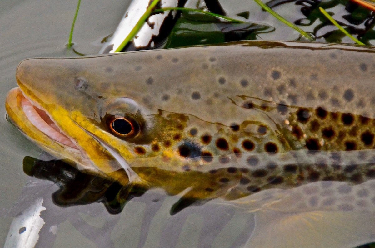 Missouri RIver Fishing Report Friday April 10th