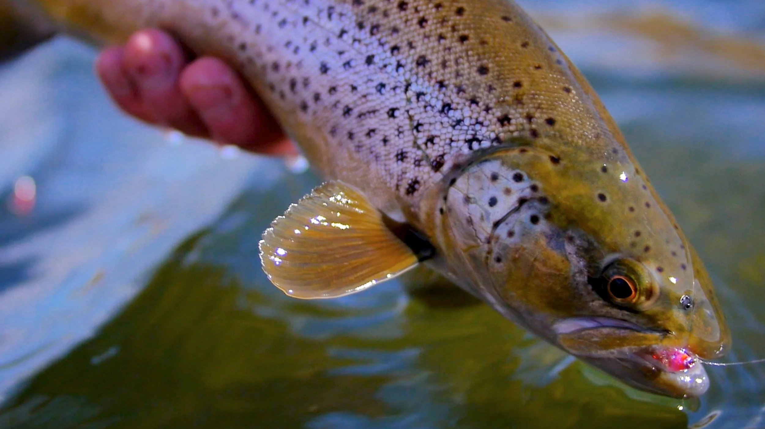 Missouri River Winter Nymph Fishing Success